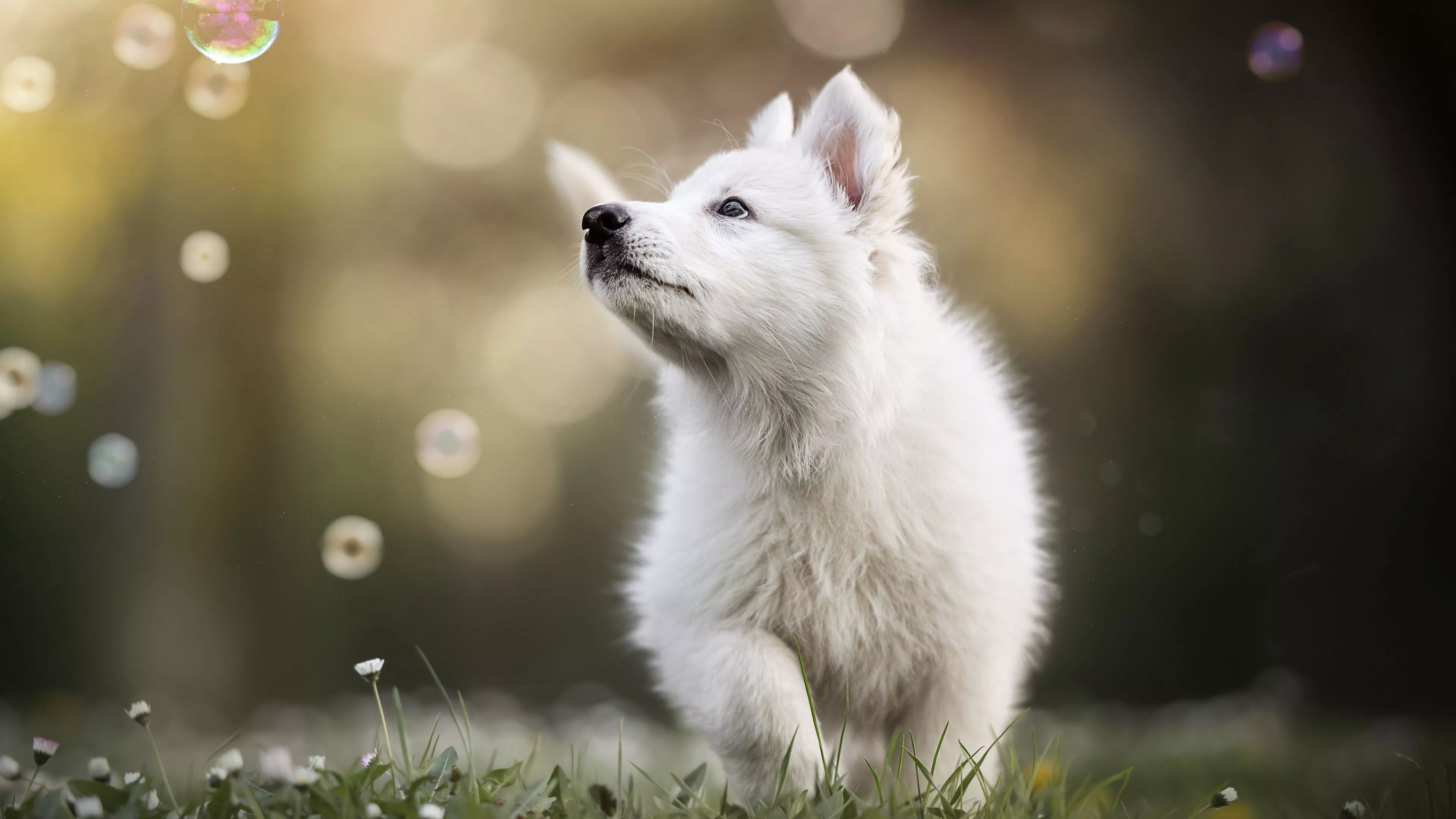 Download wallpaper 3840x2160 cute white