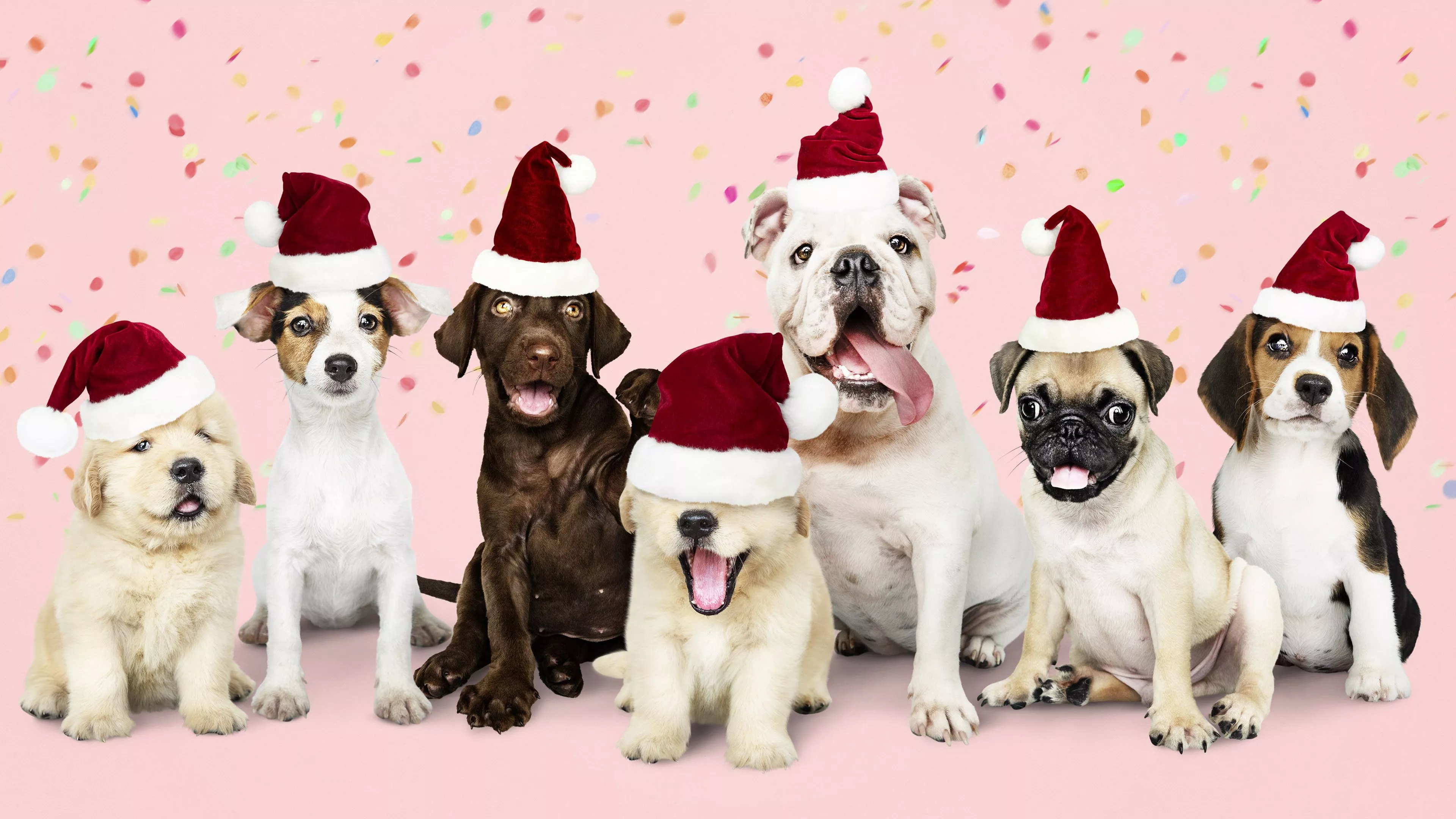 Variety Of Dogs With Santa Caps 4K HD