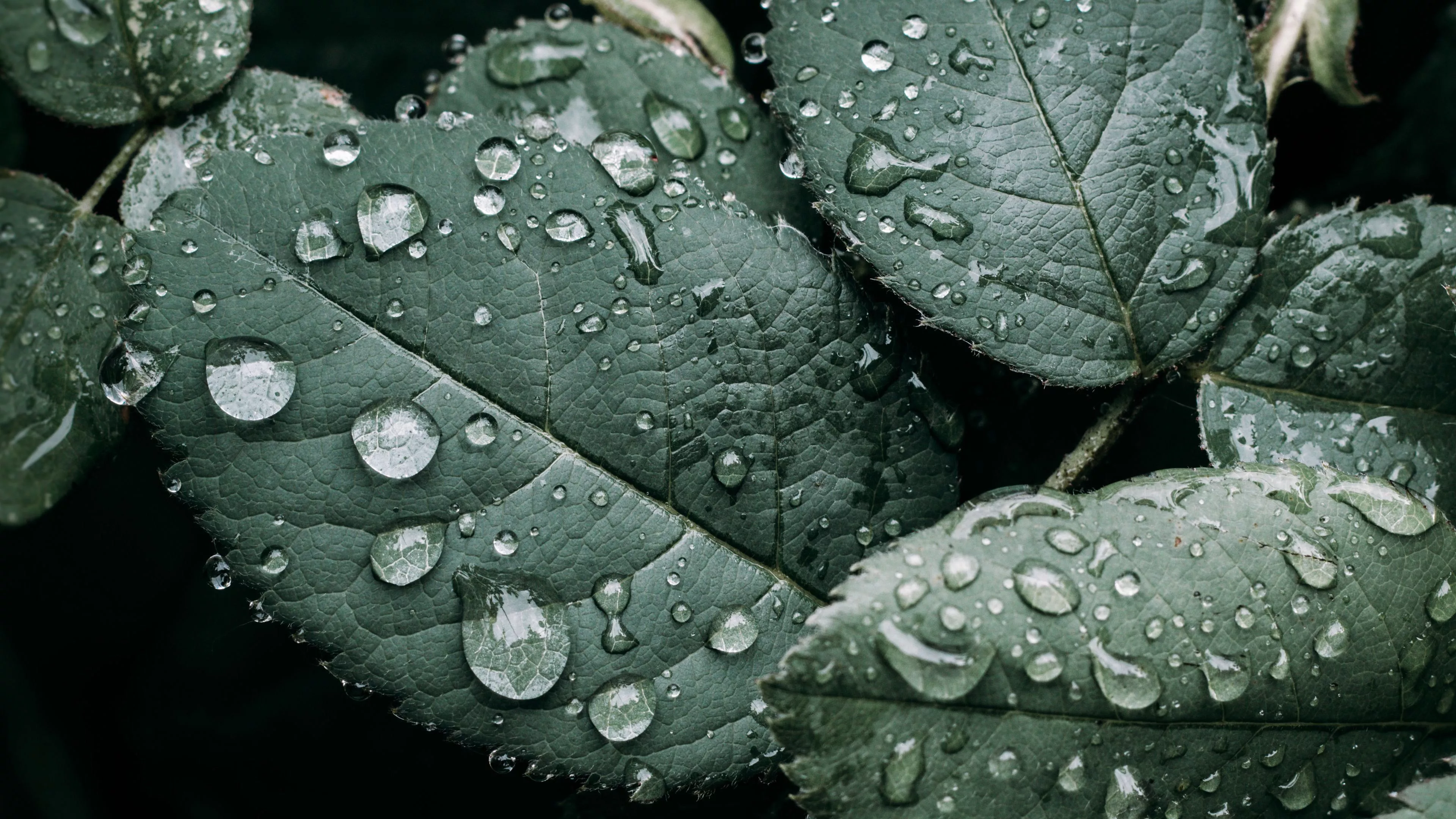 Green Leaves Branches With Water Drops