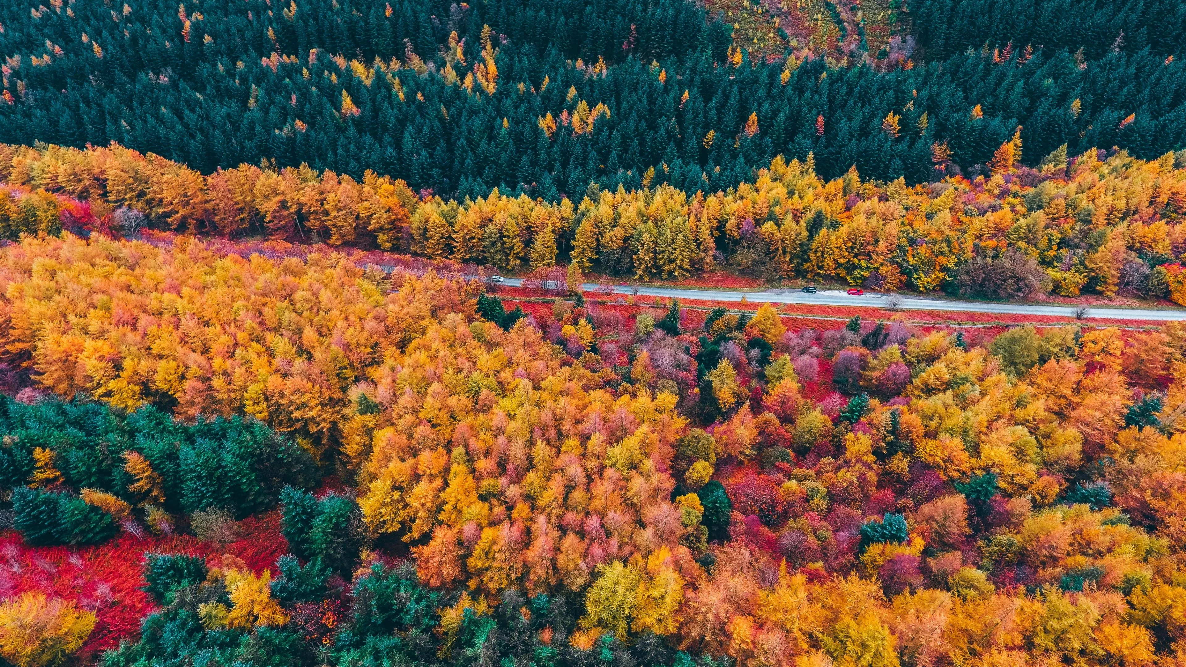 Autumn Forest Wallpaper 4K, Drone photo, Aerial view, Fall