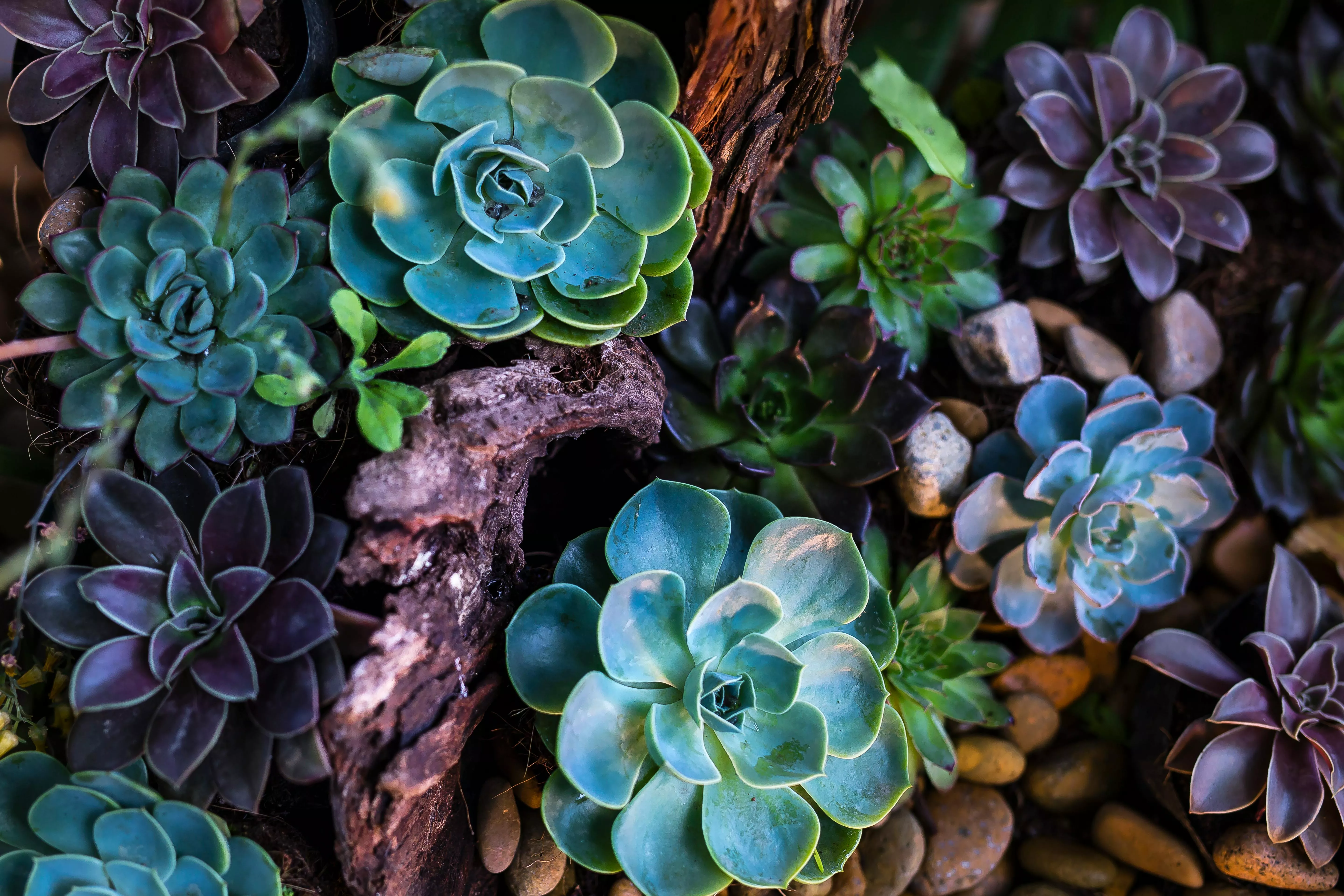 Succulents Photo, Download The BEST