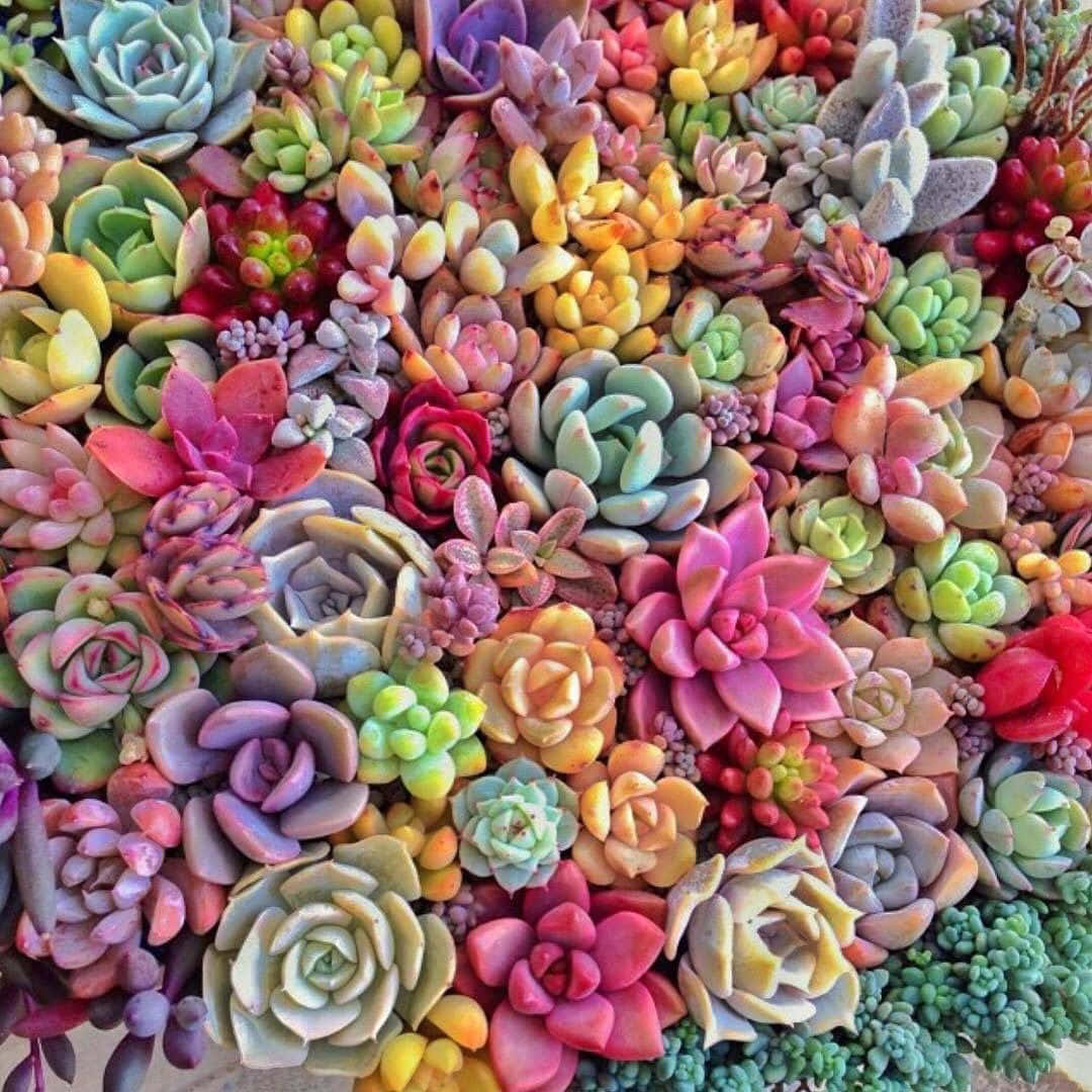 Succulent Picture