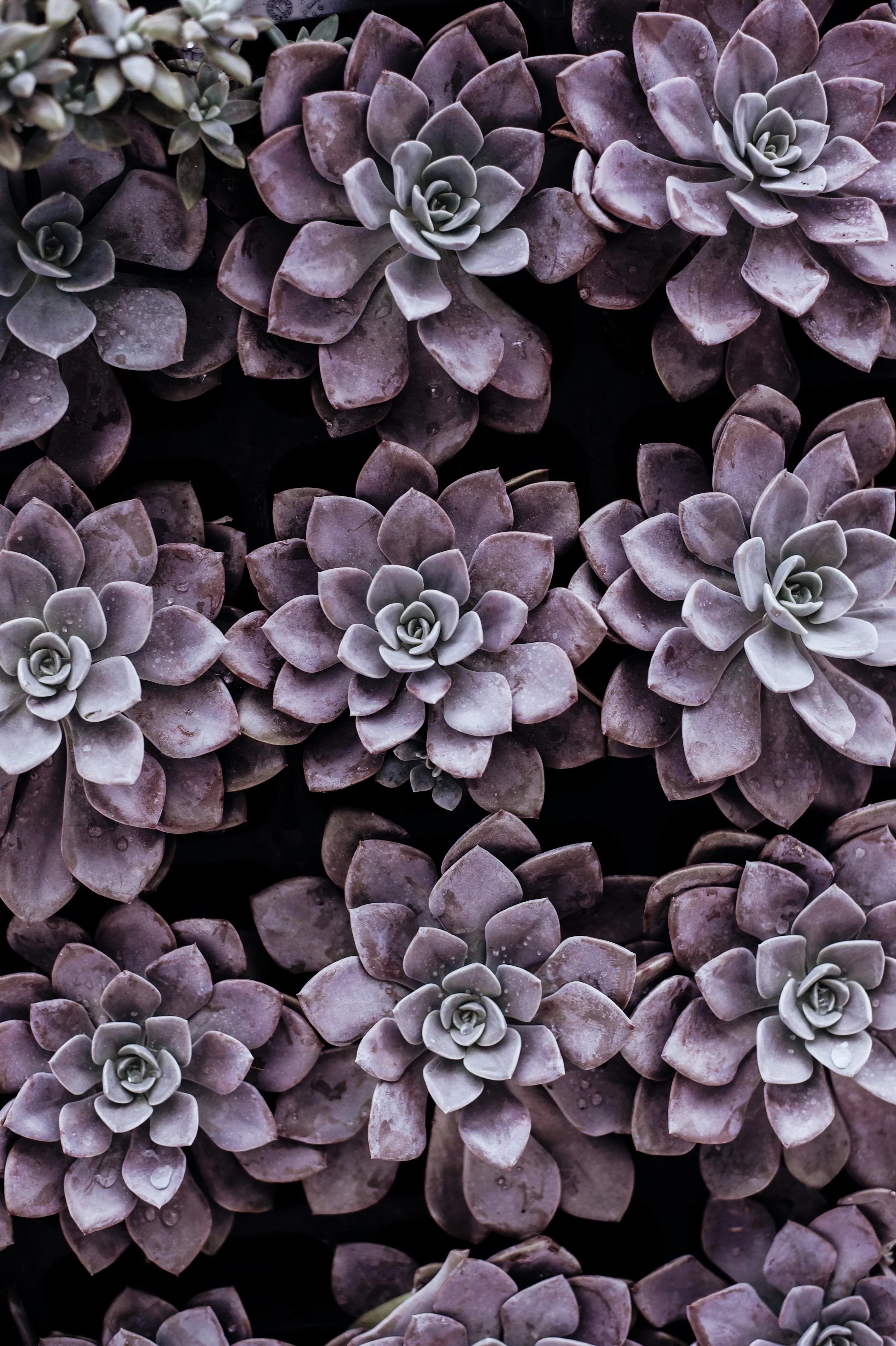Succulent Picture. Download Free