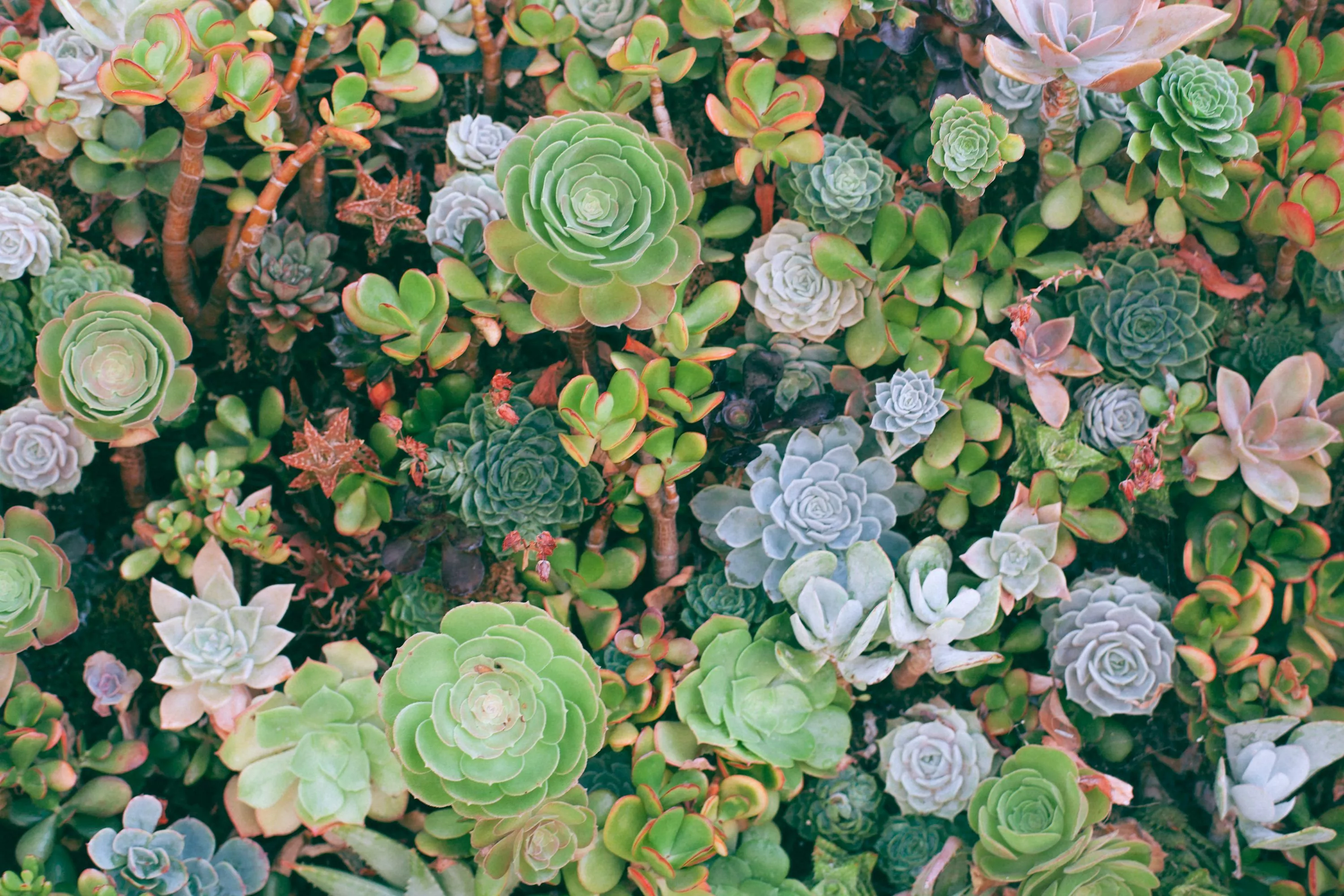 Succulents Picture HD