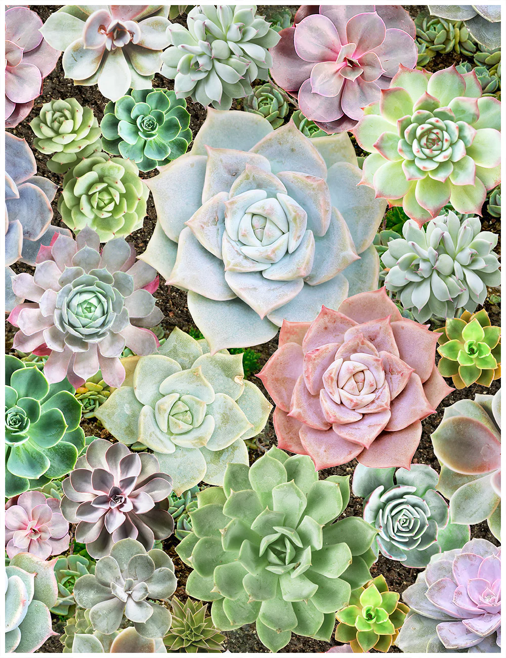 Succulent Desktop Wallpaper Image