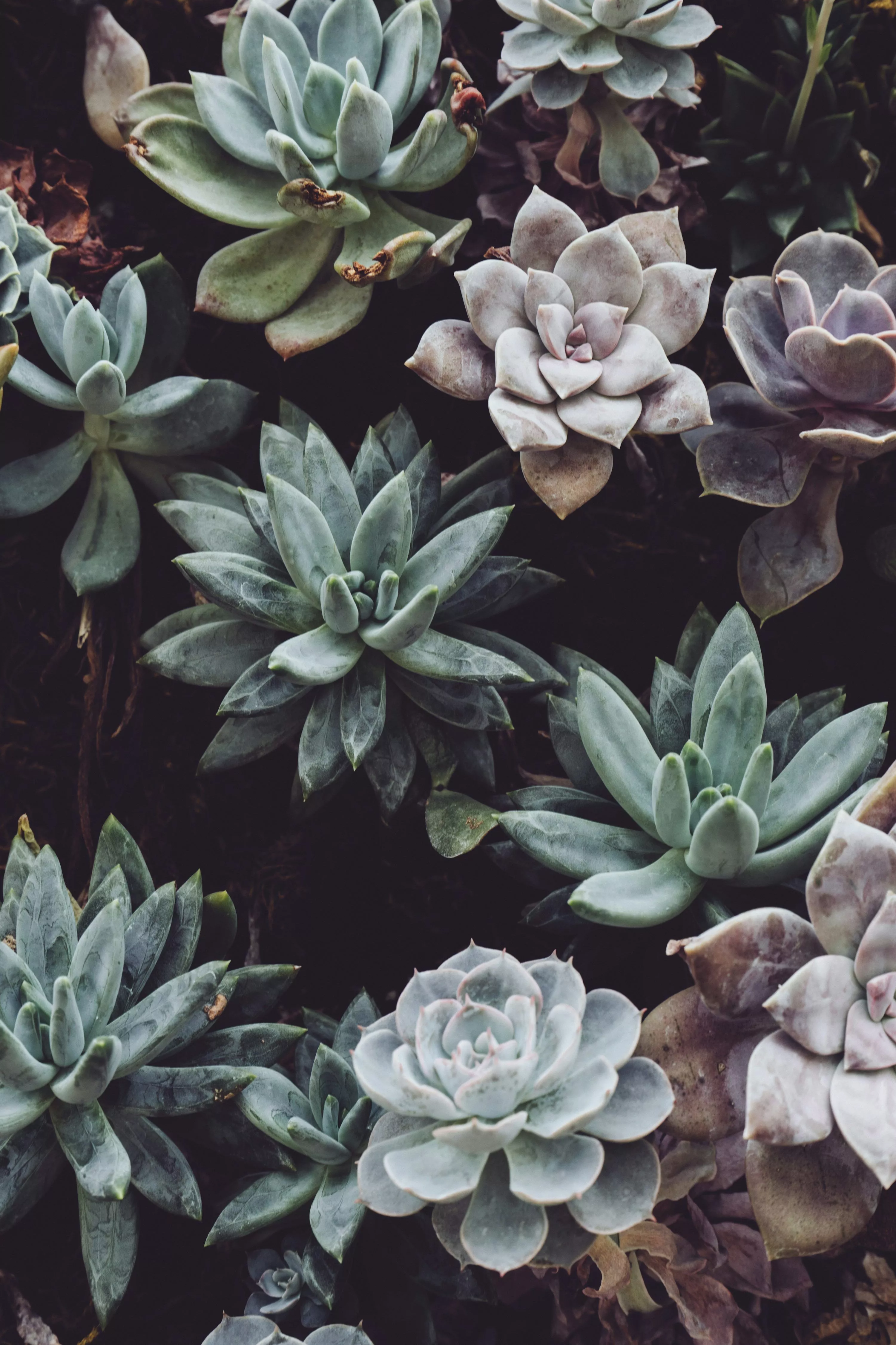 Download Succulent Plant 4K Desktop