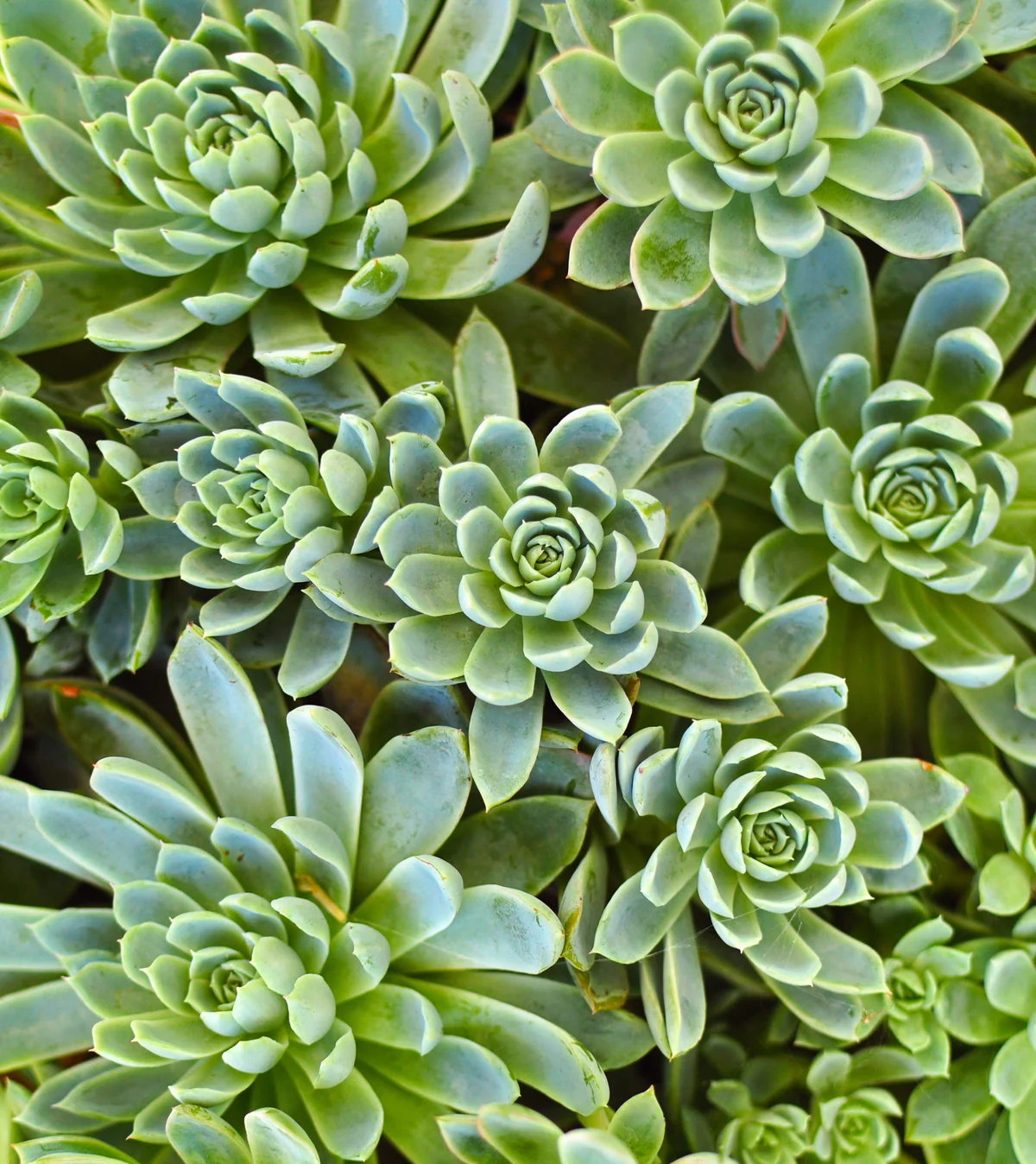 Blossoming Succulents Geometric Floral