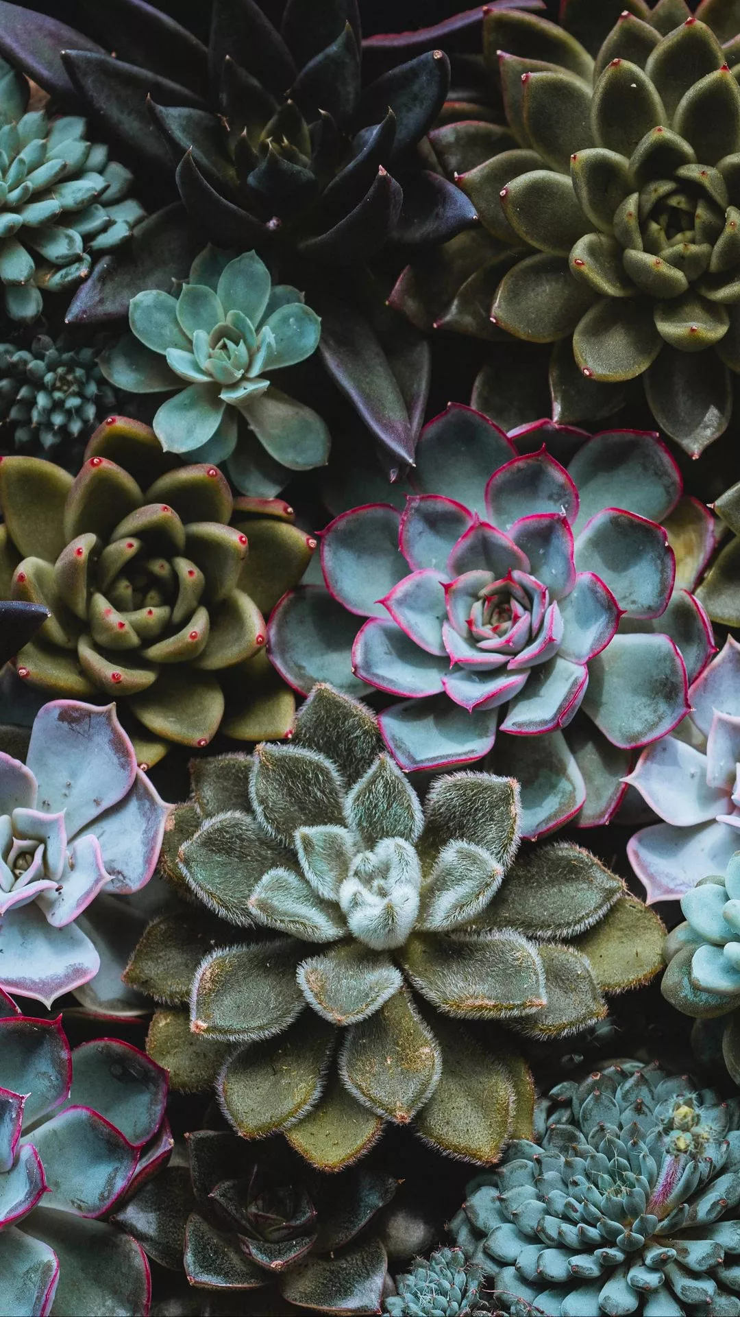 a Diverse Collection Of Rare Succulent