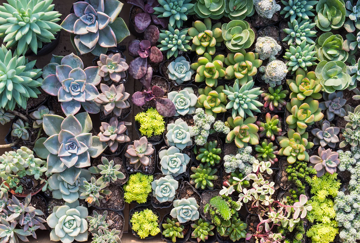 Succulent Paradise Mural Wallpaper
