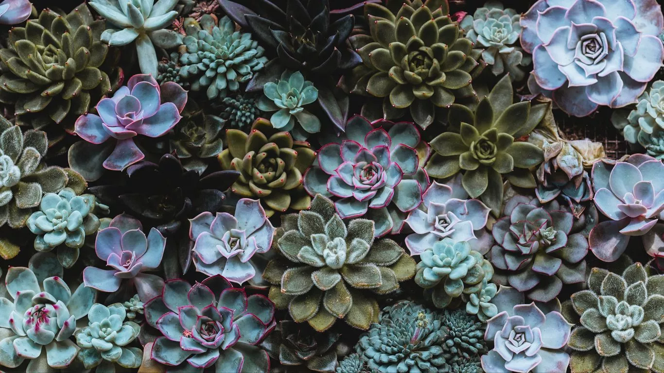 Succulent Background Image