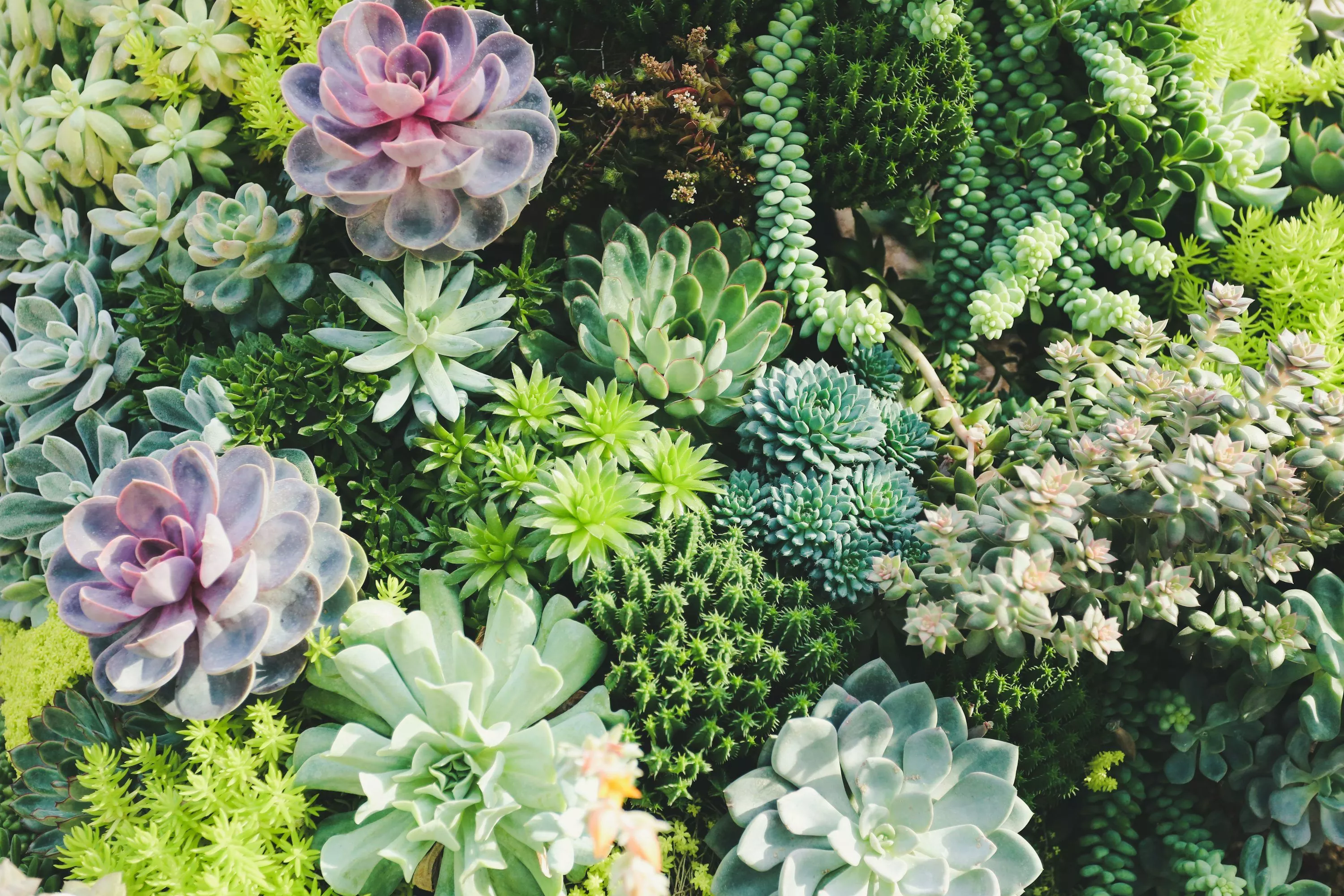 Succulents Picture HD