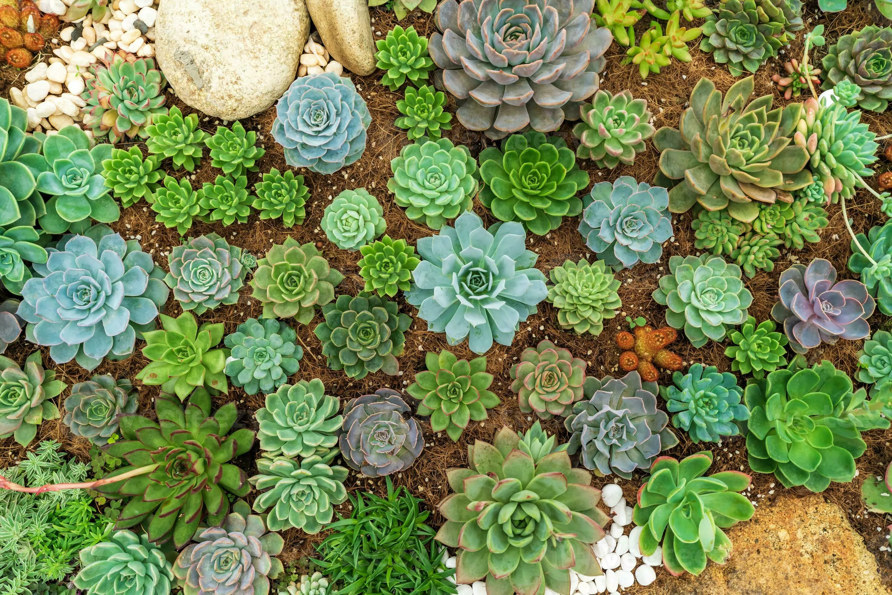 Close up succulent plants garden viewed