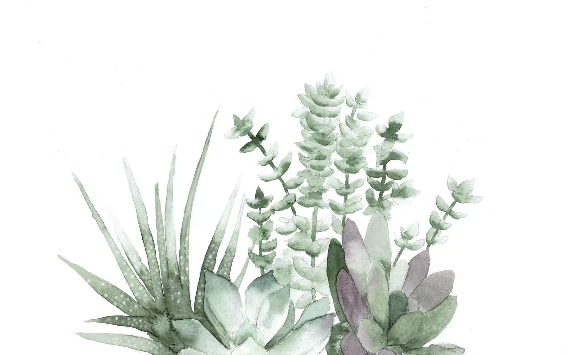 Download Succulents Plant Aesthetic