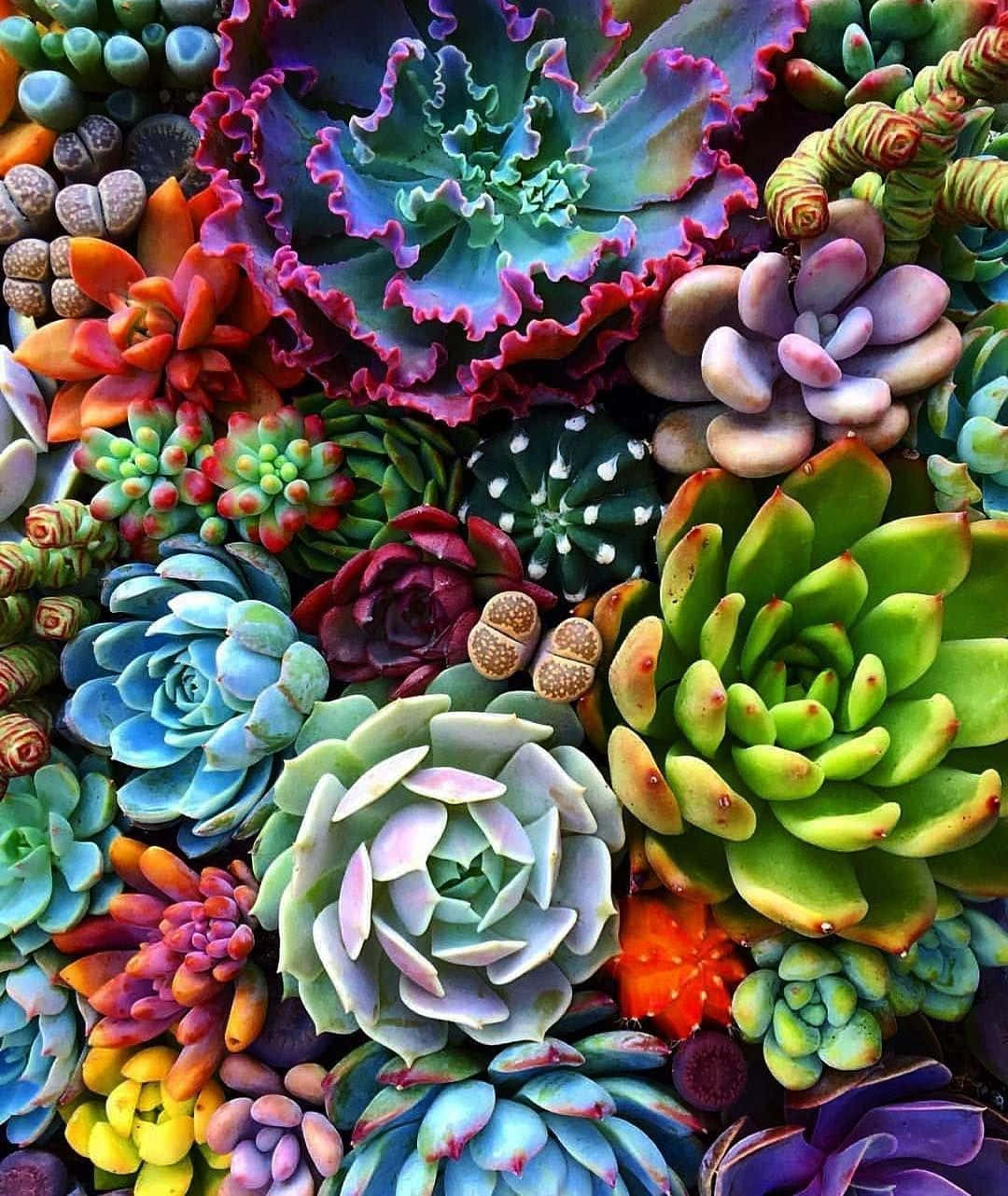 Succulents Photo, Download The BEST