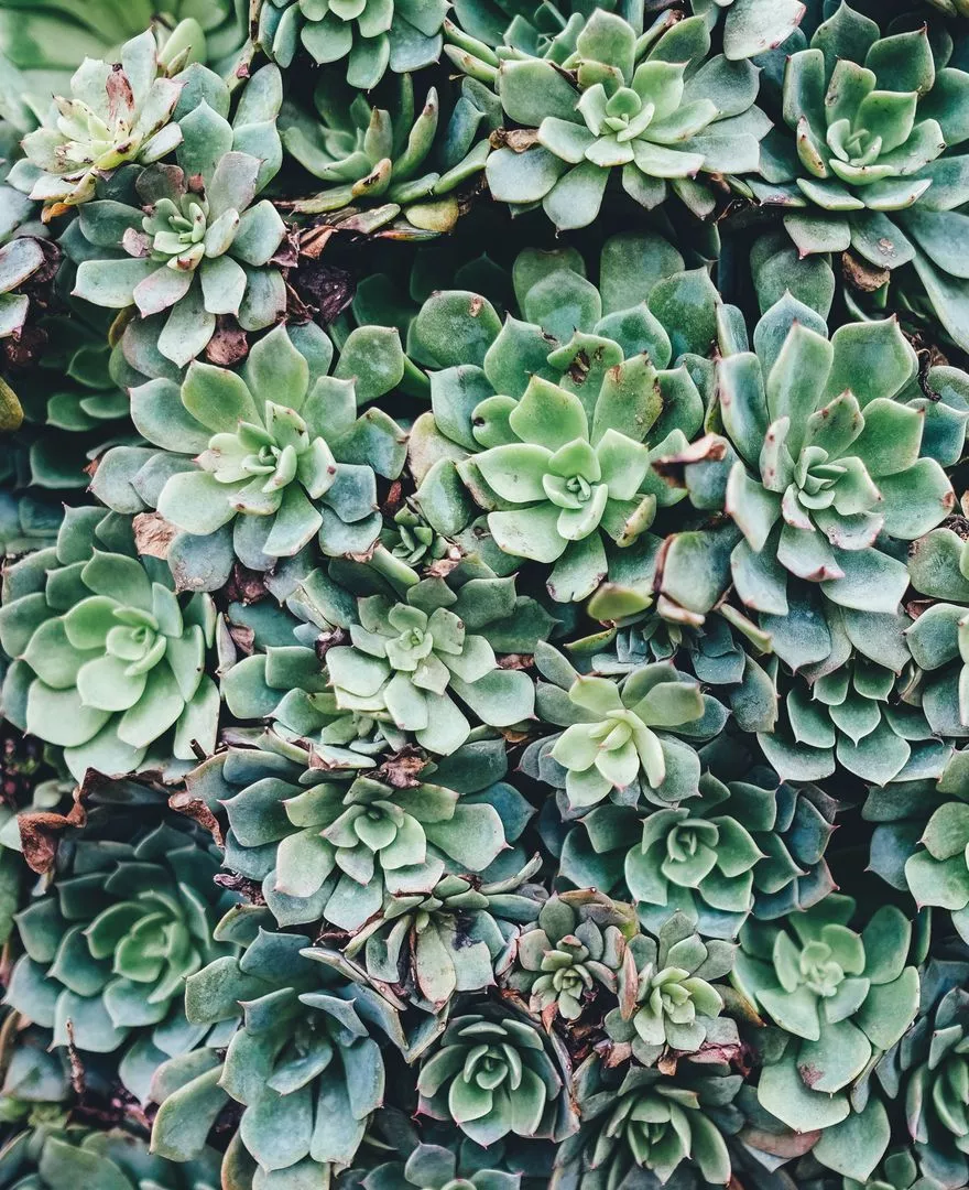 Close Up Of Succulent Plant Cluster