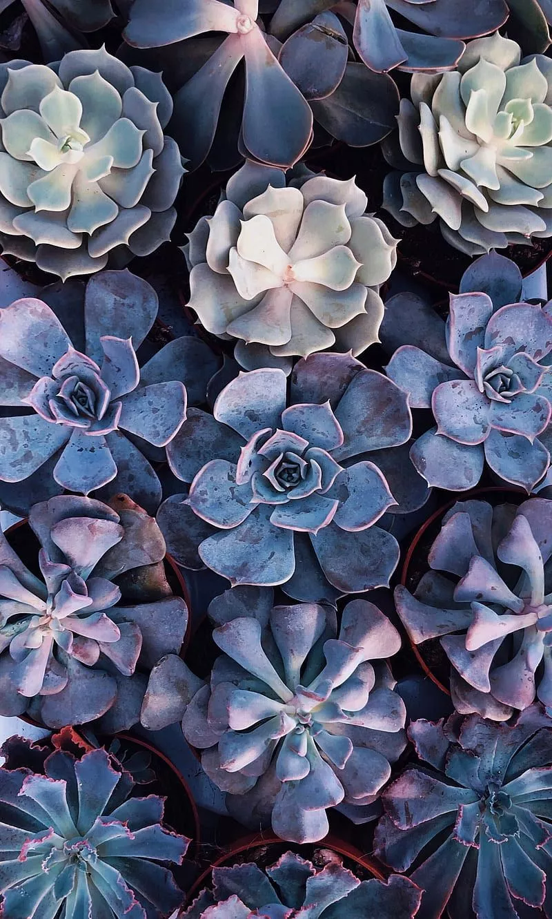 HD blue succulent wallpaper
