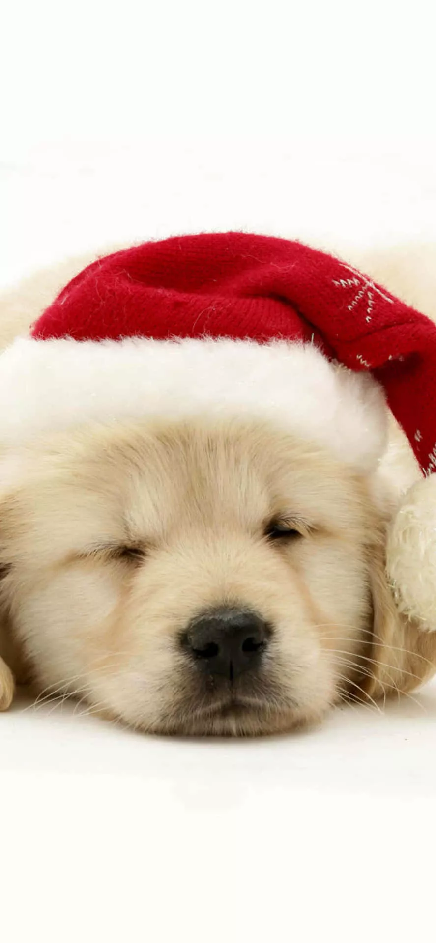 Joyous Christmas Pup Sure To Bring Big