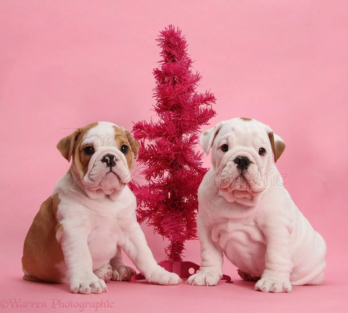 Bulldog puppies with pink Christmas
