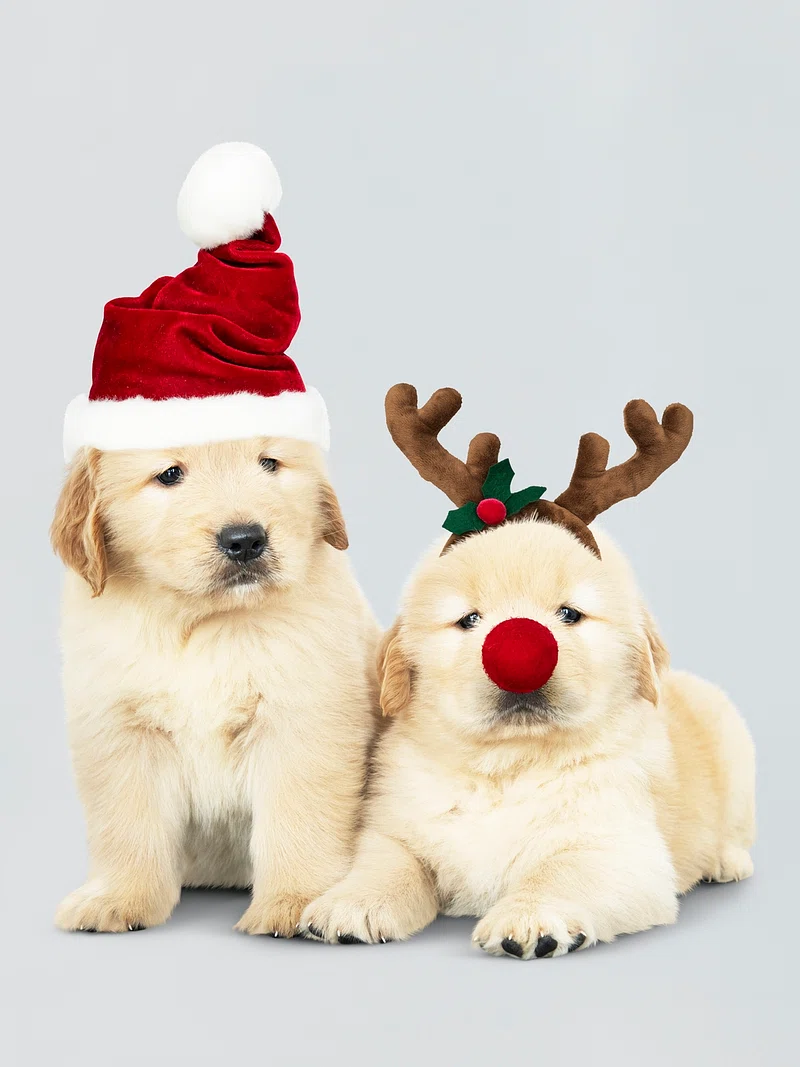 Christmas Puppy Image. Free Photo