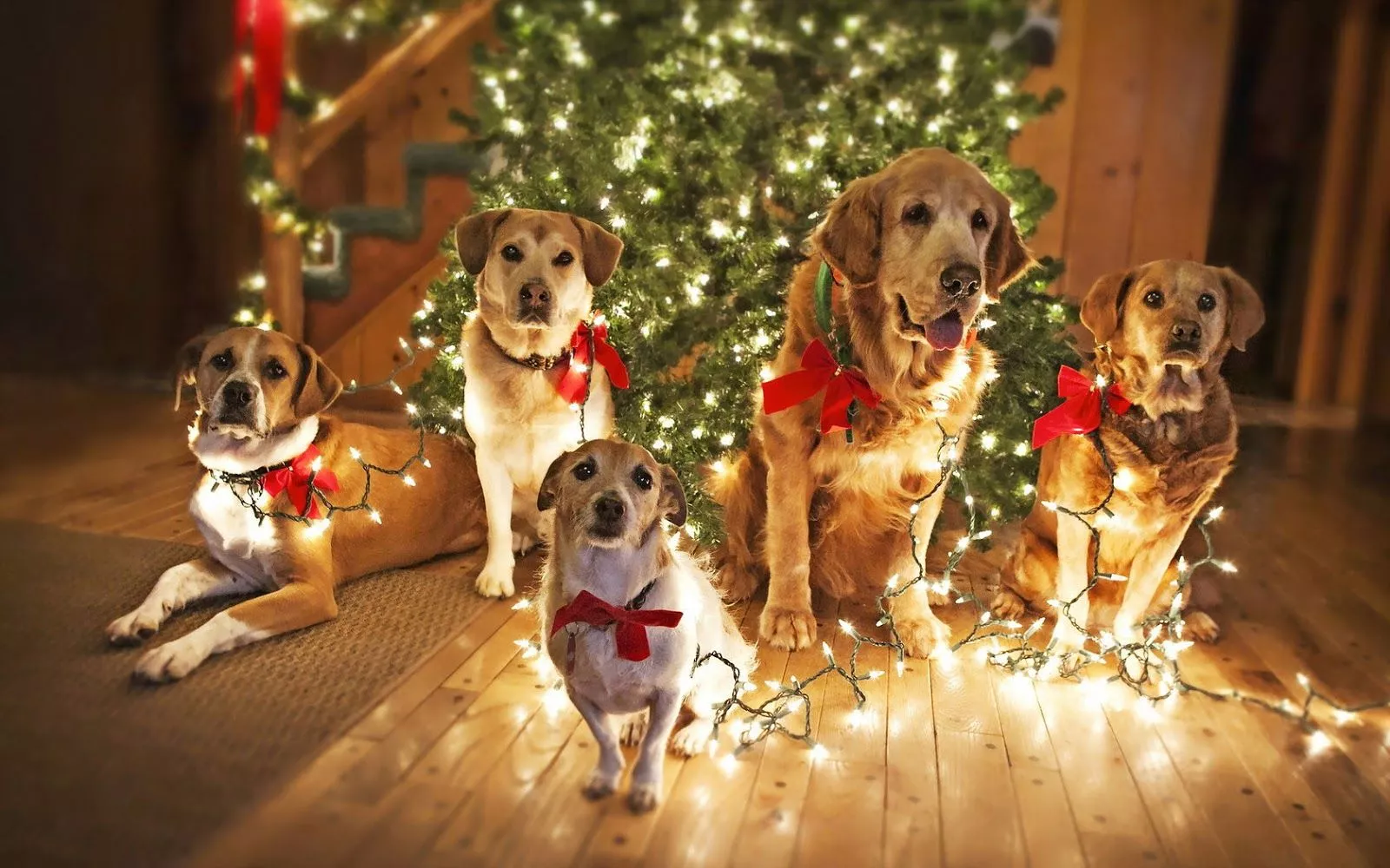 Photo Of Dogs Under The Christmas Tree