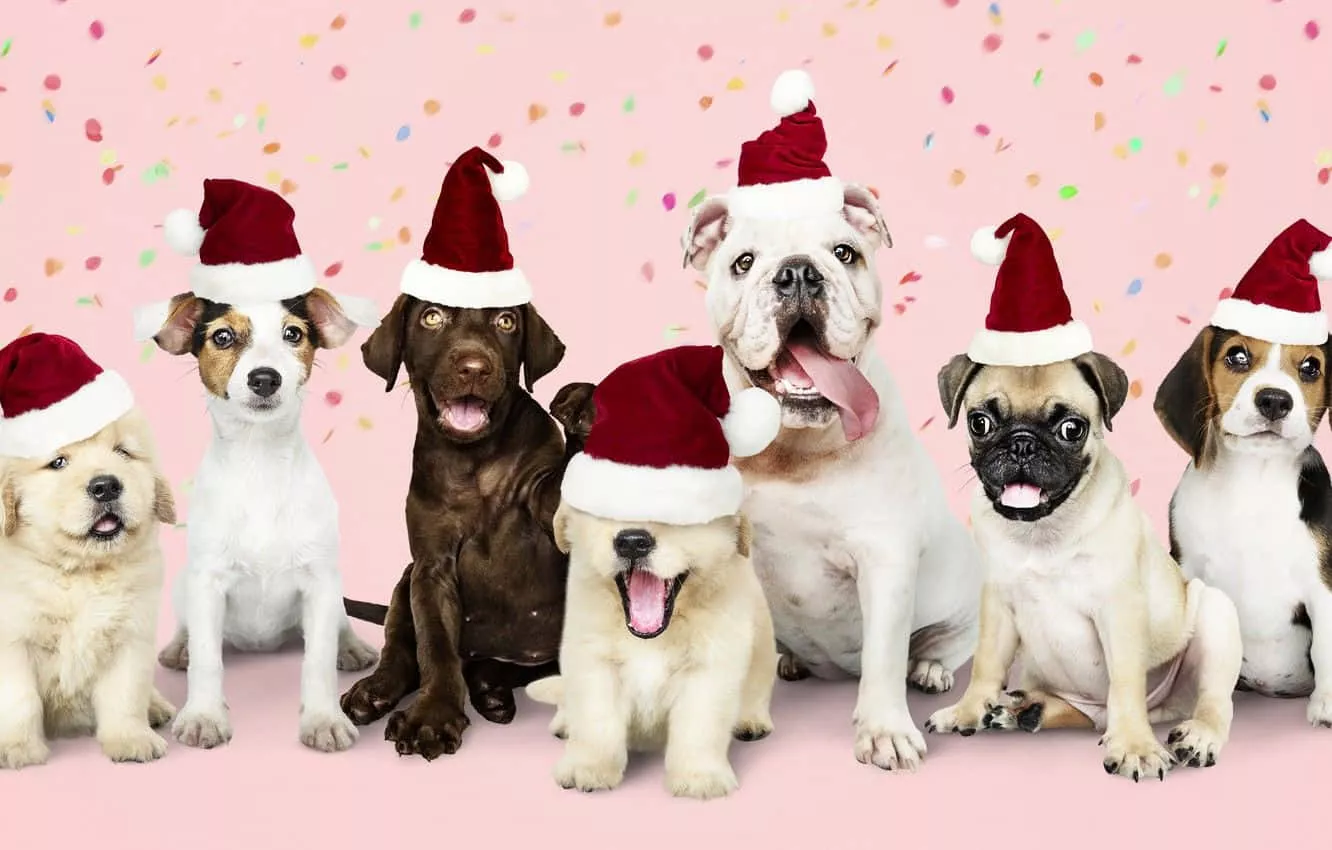 Download Dog Christmas Puppies Wearing