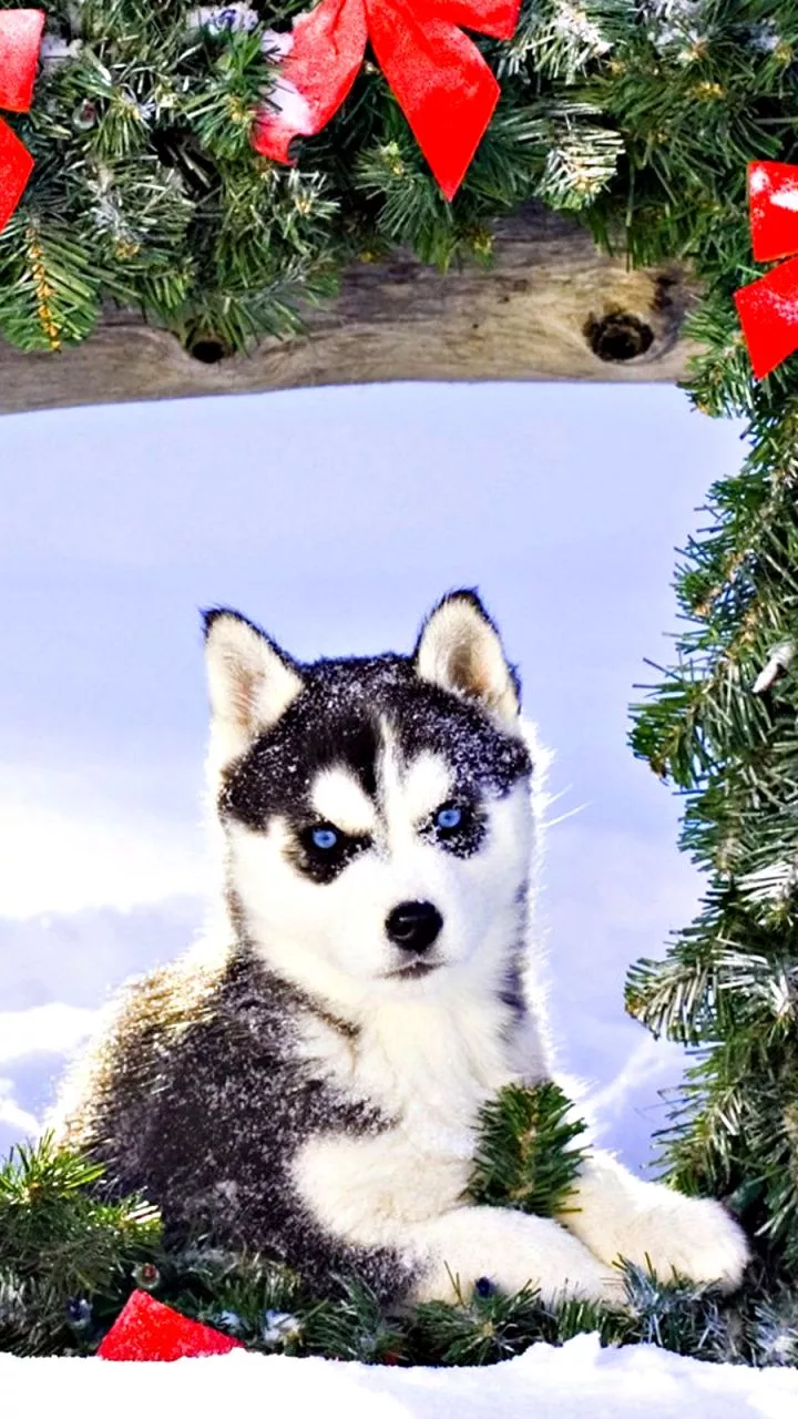 Christmas, Holiday, Puppy, Husky, Baby