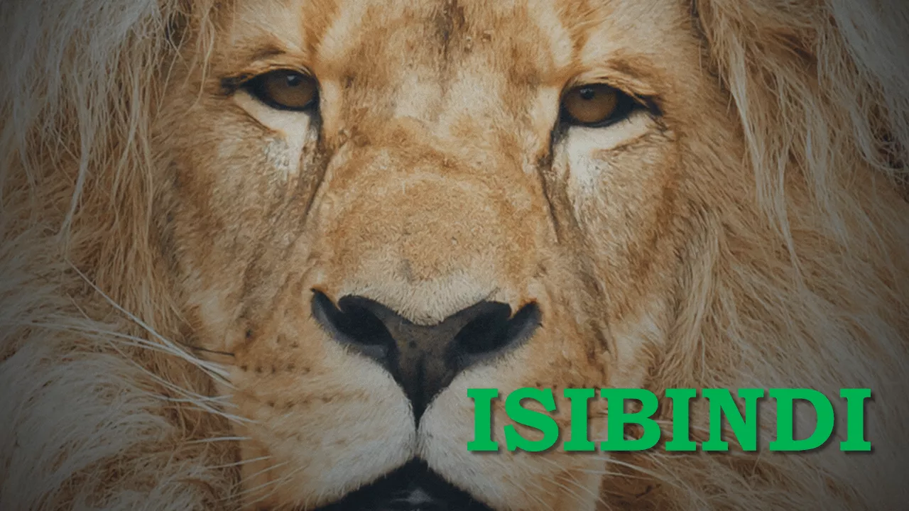 Isibindi Wallpapers Wallpaper Cave