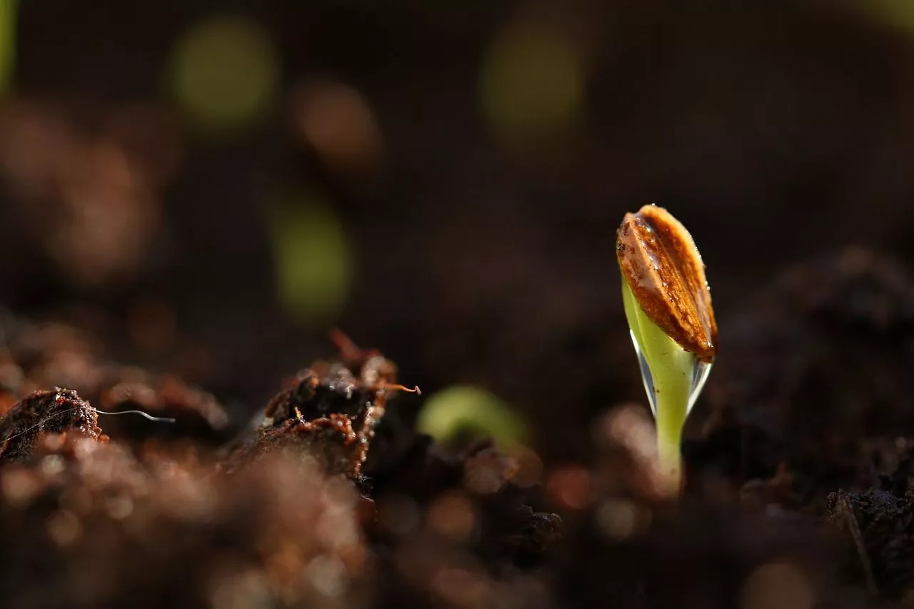 Free Germination & Nature Image