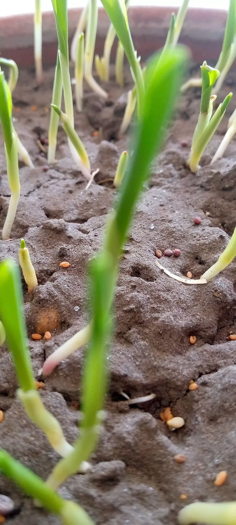 HD germination wallpaper