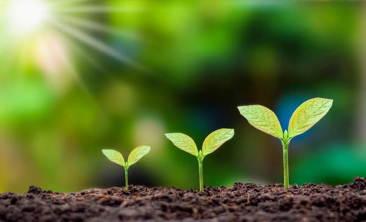 Seed germination is controlled