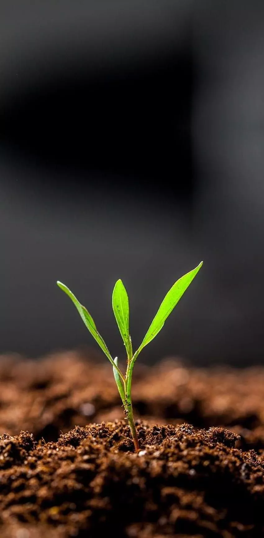 Germination HD wallpaper