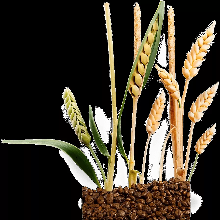 Download Wheat Seedling Germination Png