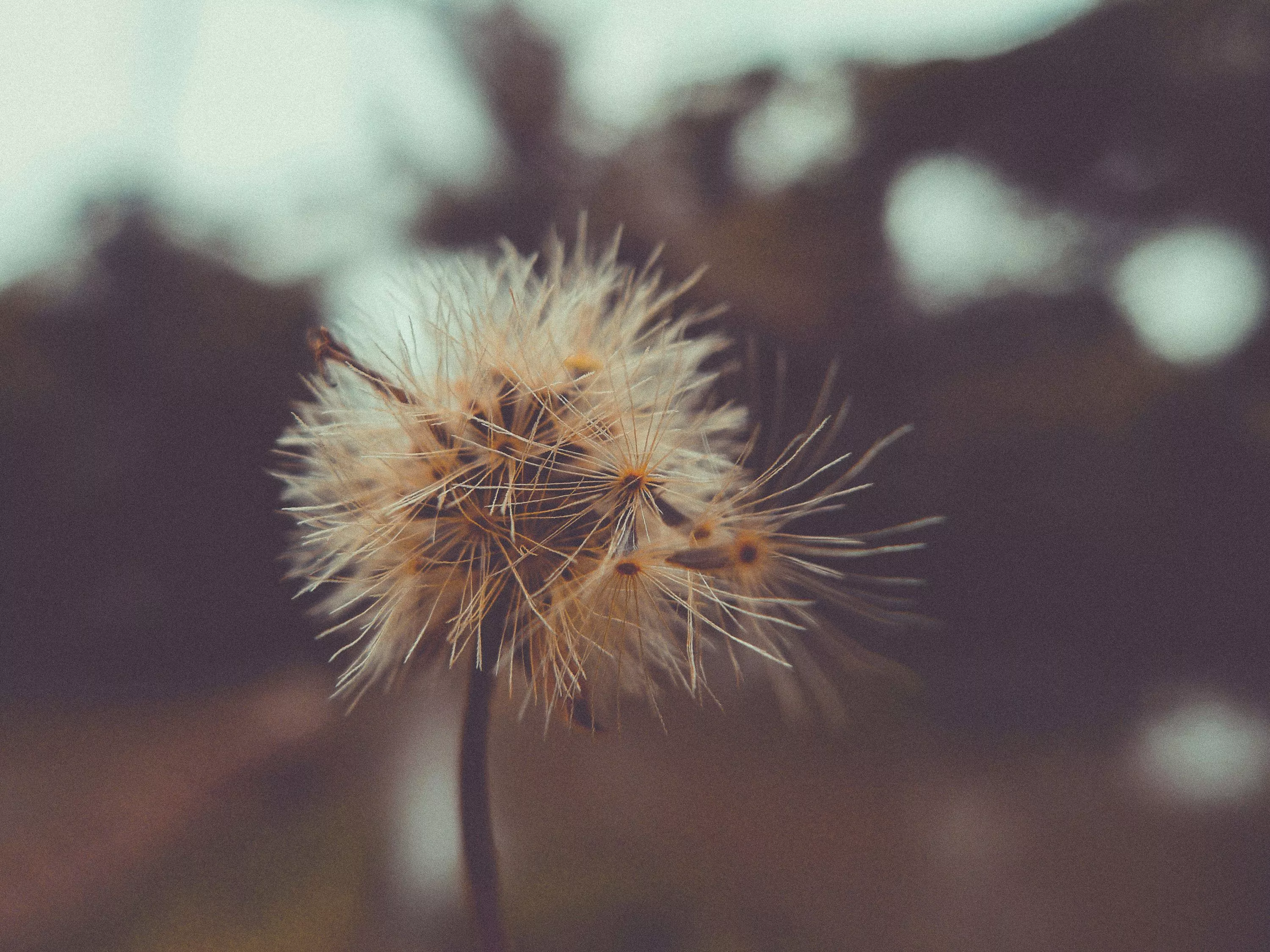 Germination Picture. Download Free