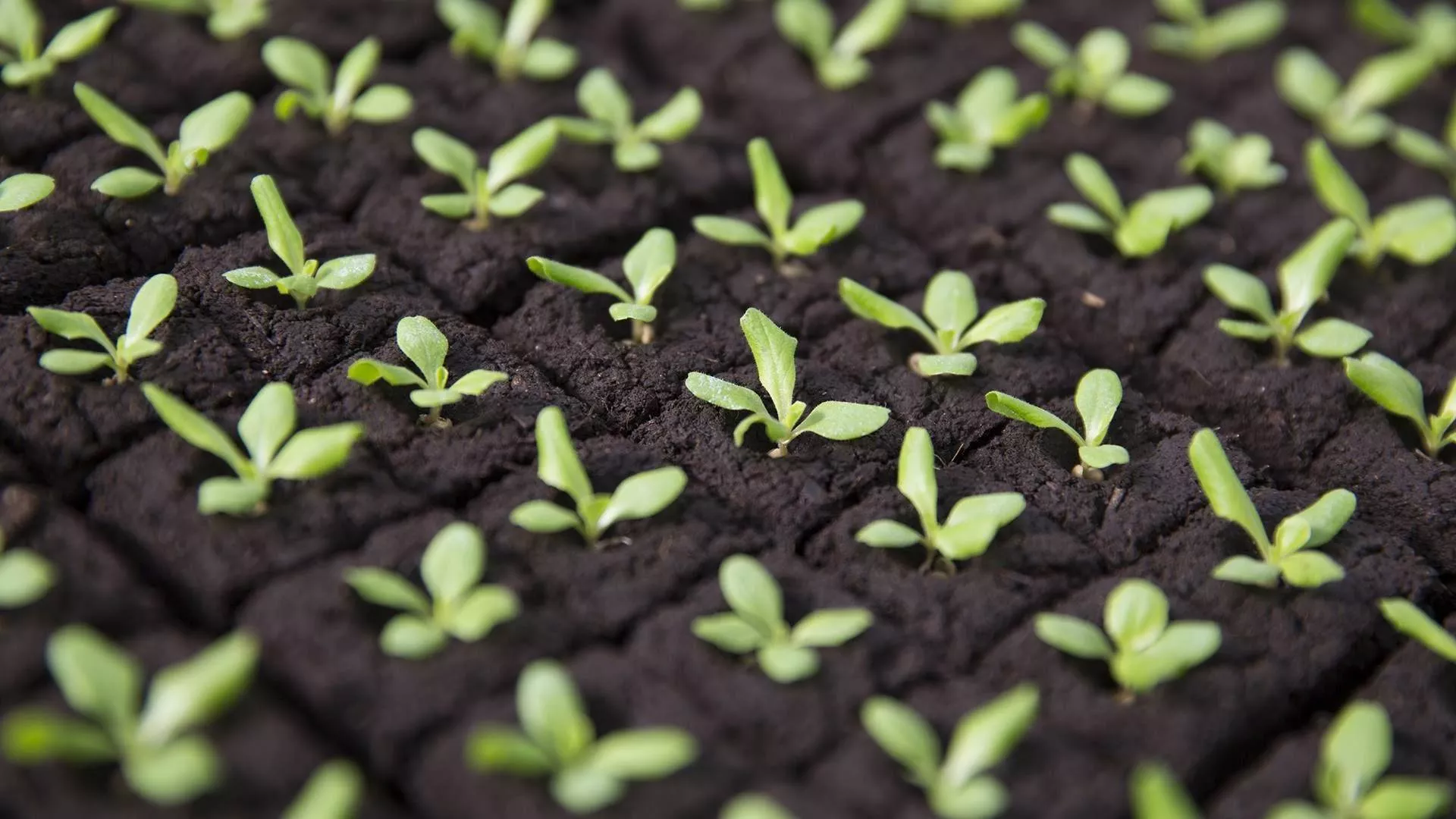 Seed Technologies Seed