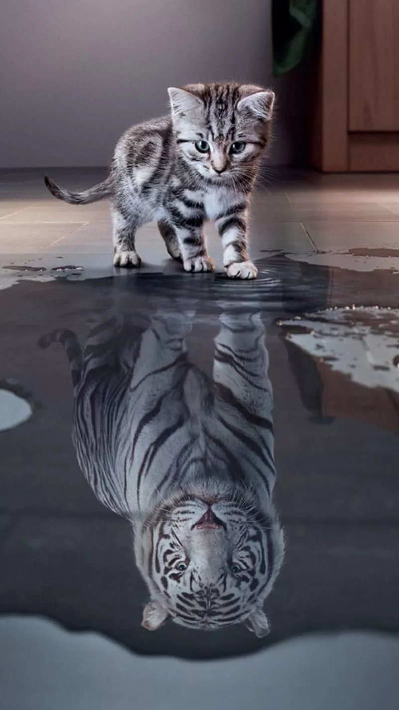 Cats, kittens, mirror, tiger, HD phone