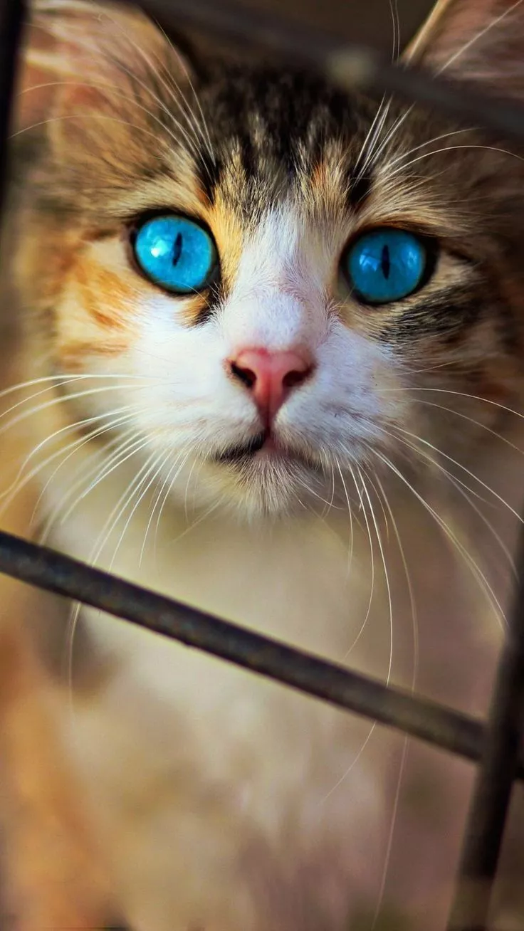 Cute Cat Blue Eyes 4K Ultra HD Mobile