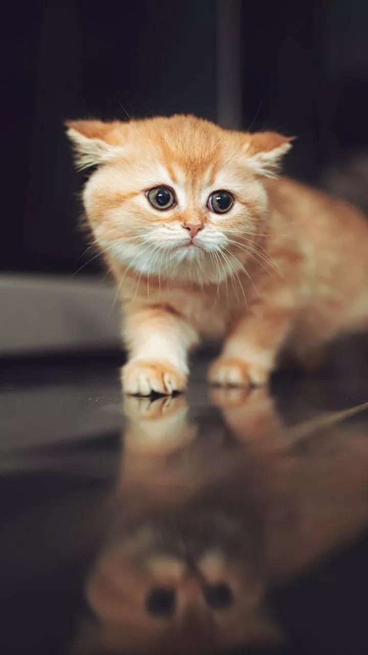 Download Baby Animal Kitten Reflection