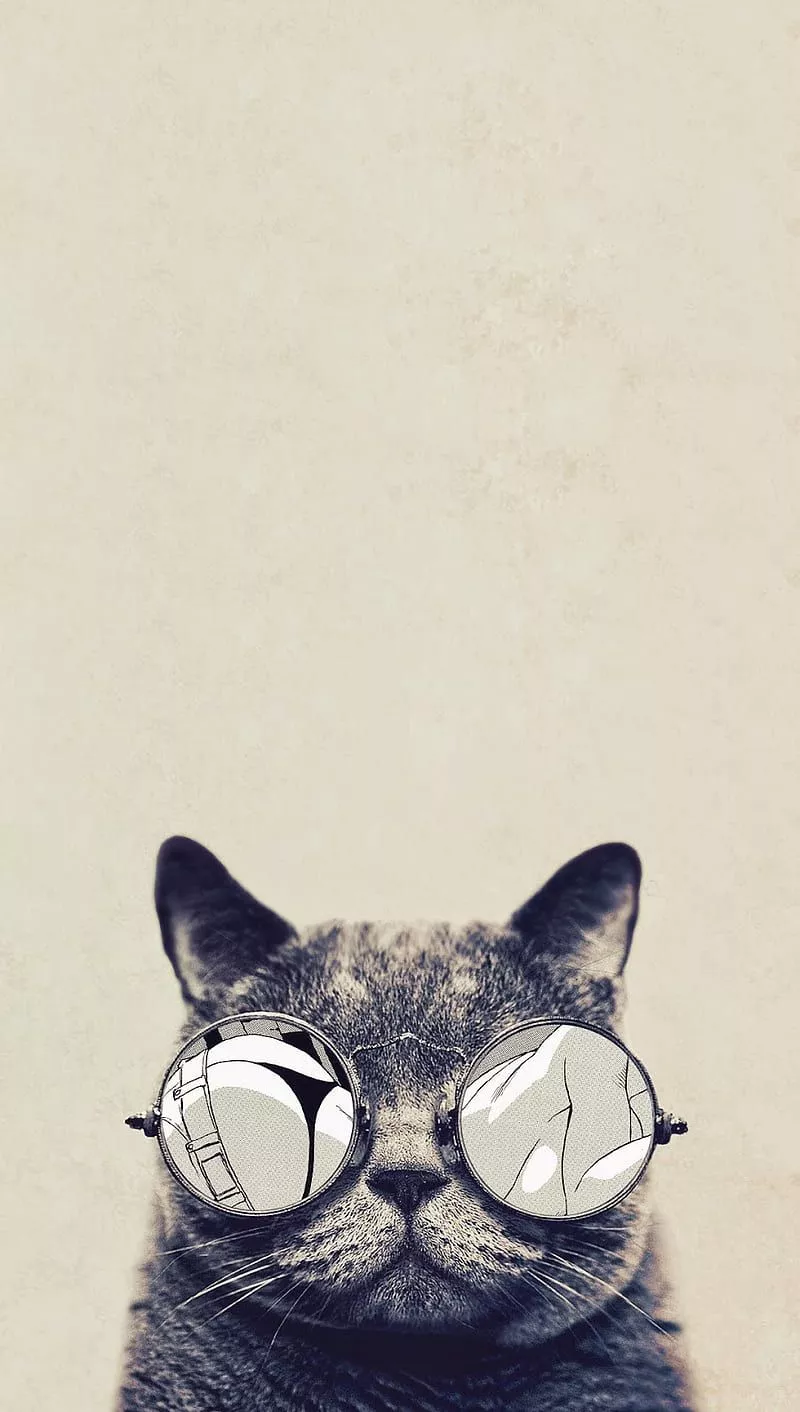 Cat, moto g, HD phone wallpaper