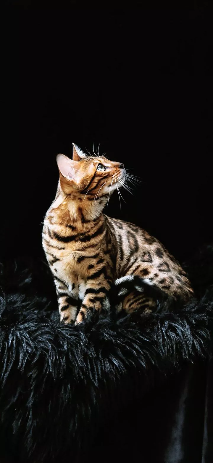 Bengal Cat Pet Animal 4K Phone Wallpaper