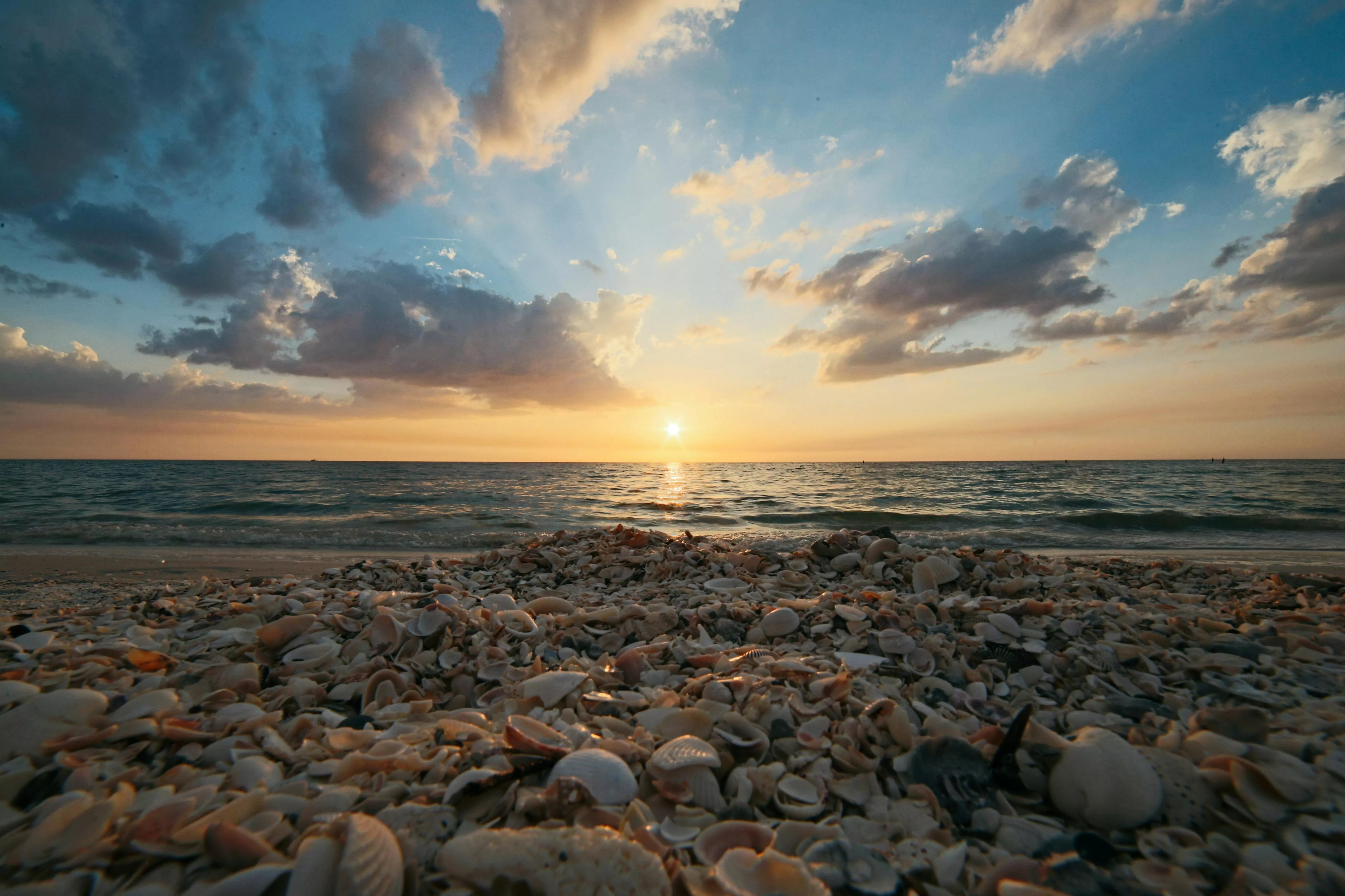 Seashells & HD Image