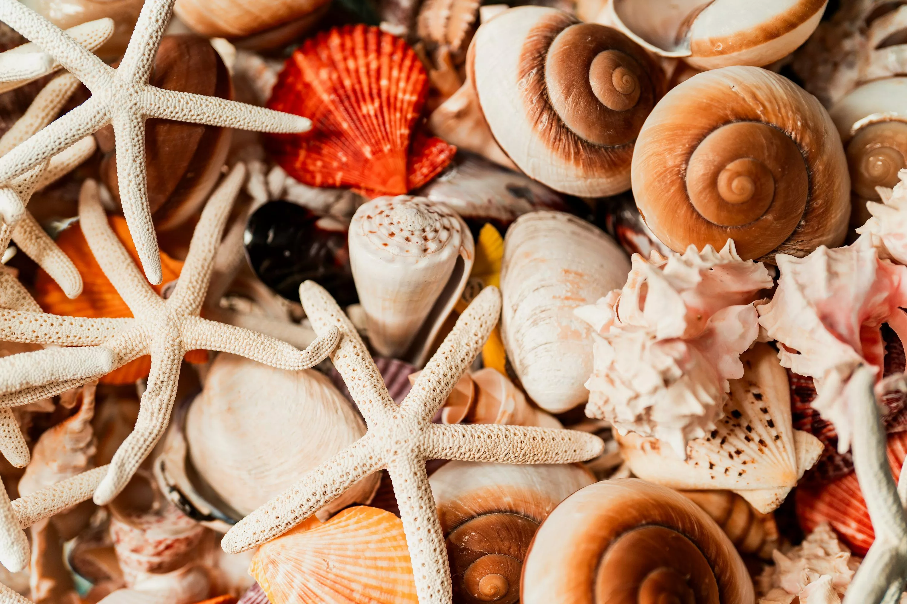 30,Sea Shells Picture. Download
