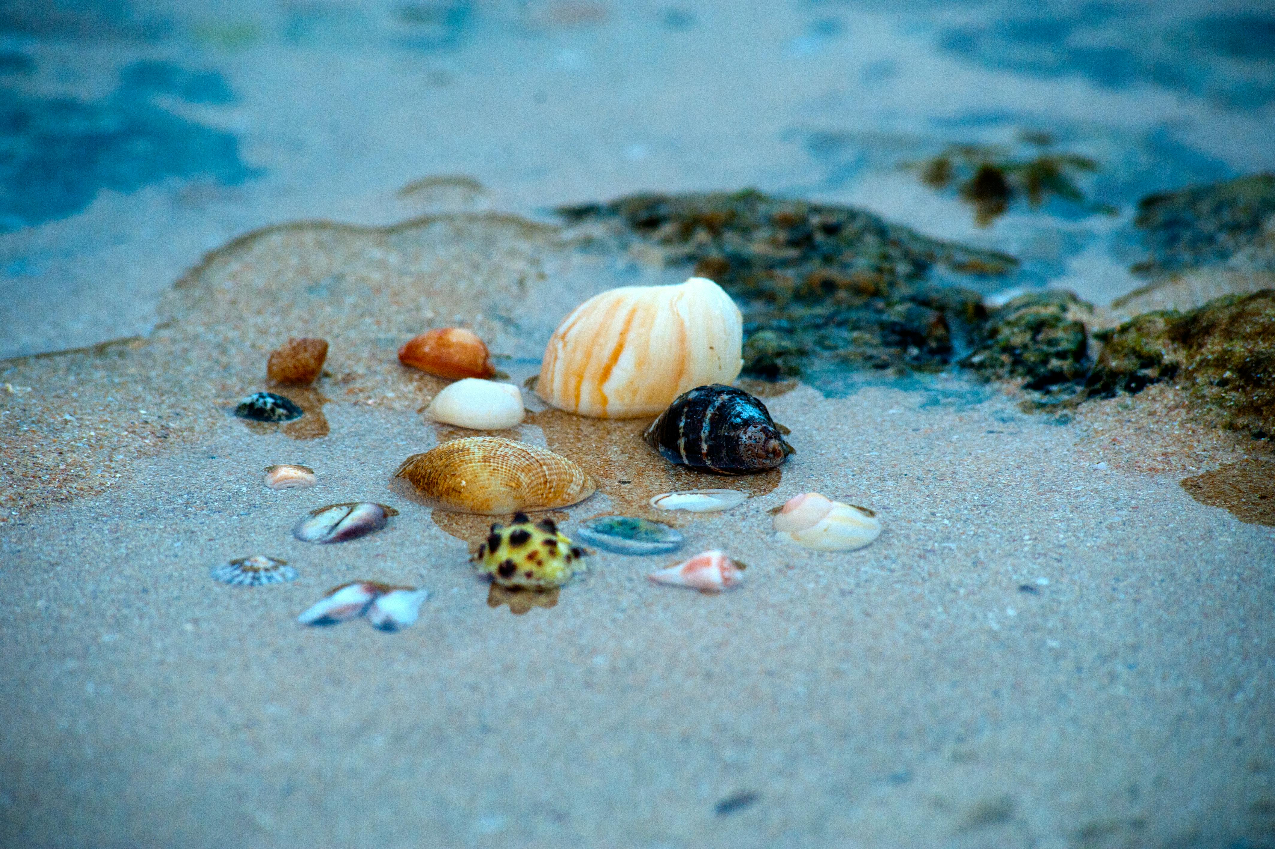 Shells Photo, Download The BEST Free