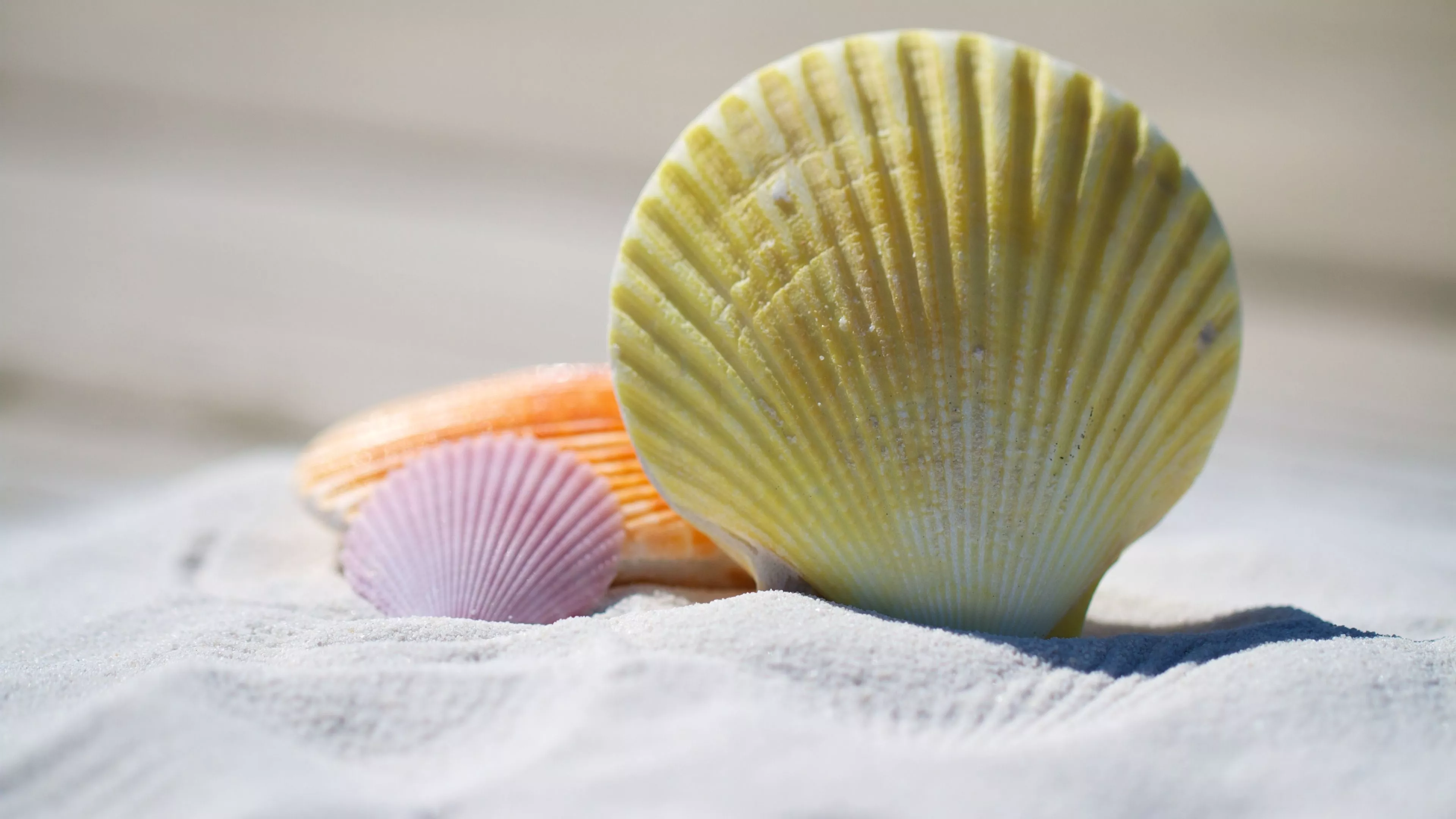 Sea Shell Wallpaper