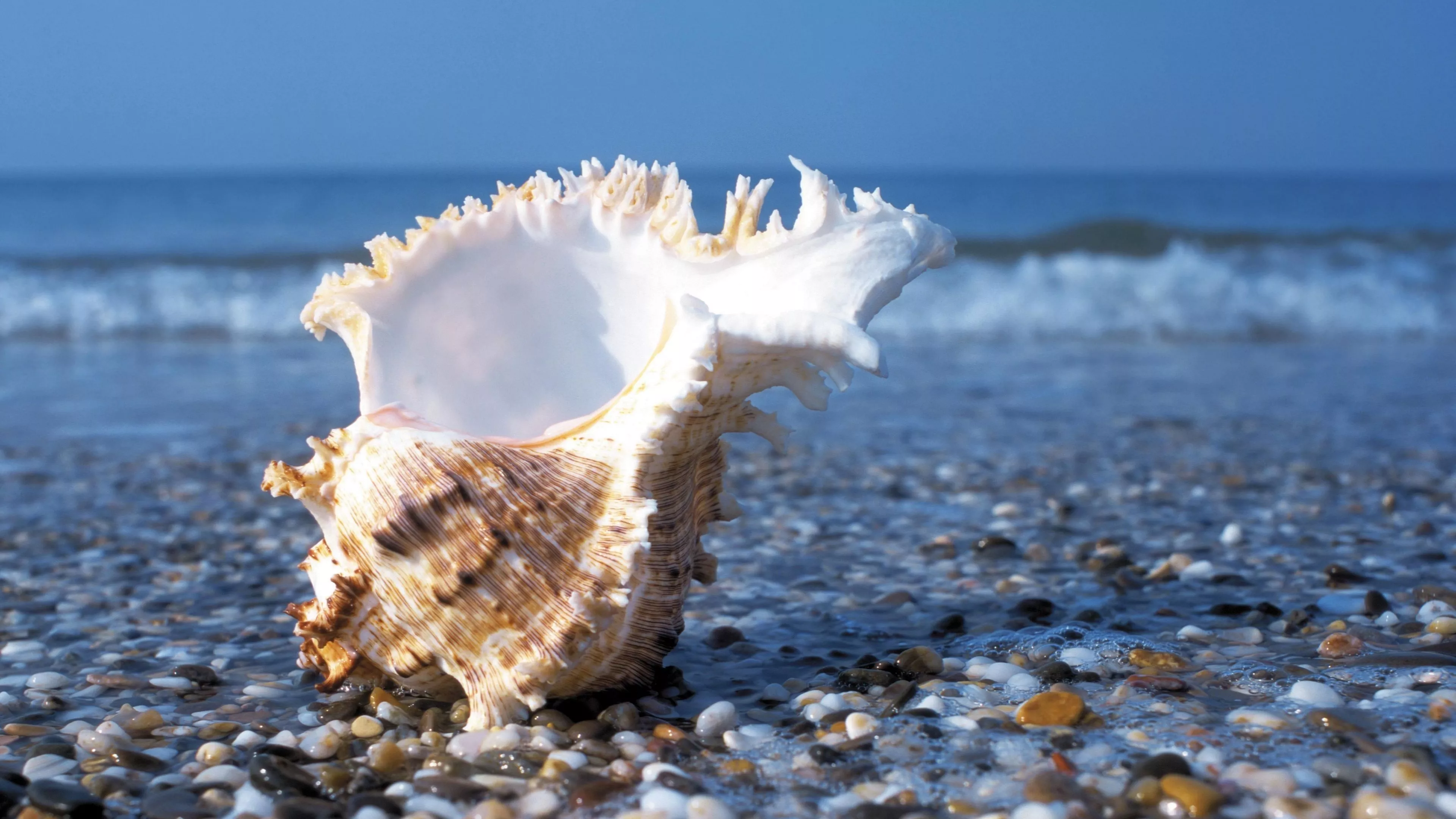 Sea Shell Wallpaper