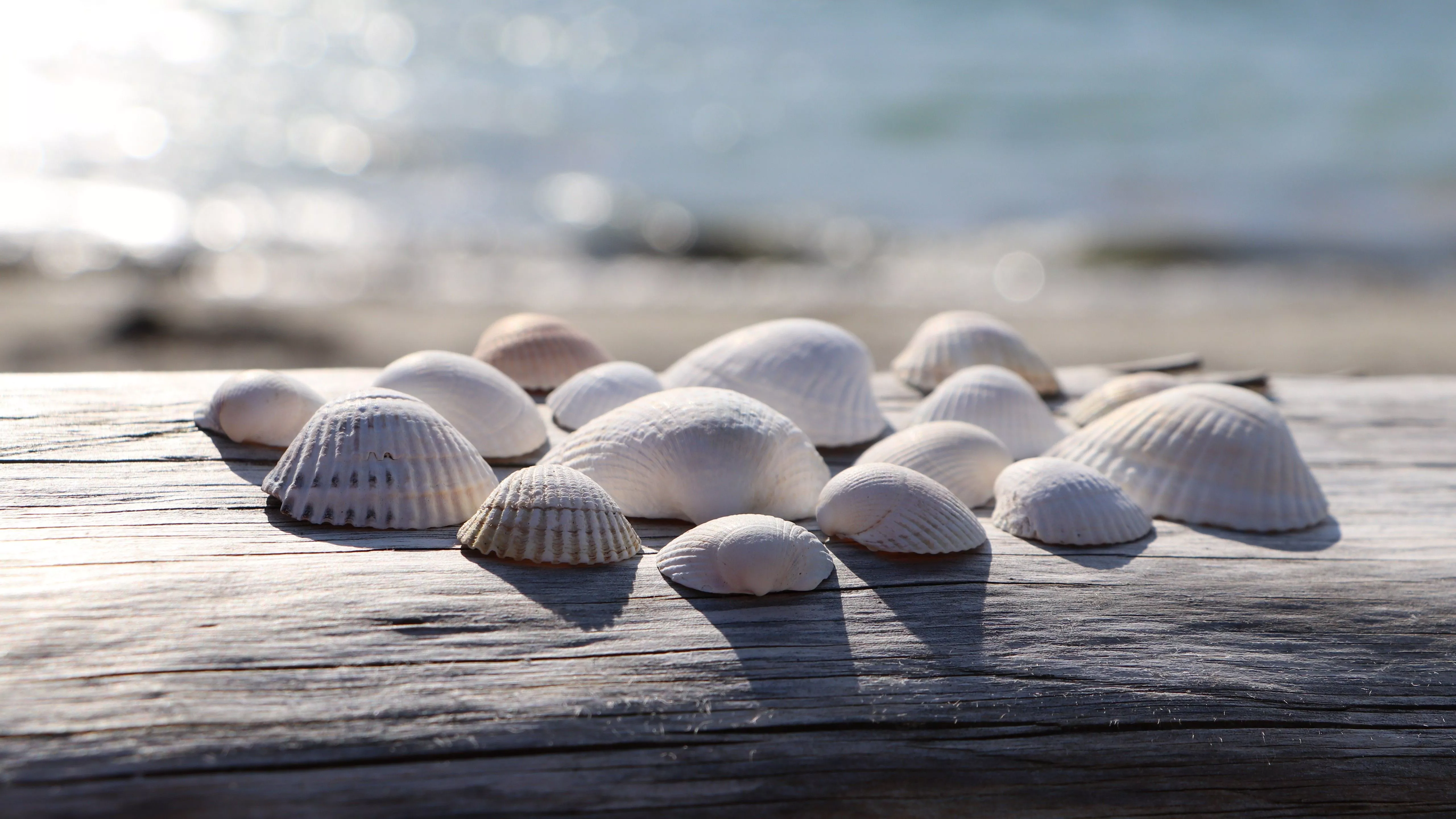 Closeup View Of Seashells On Wood