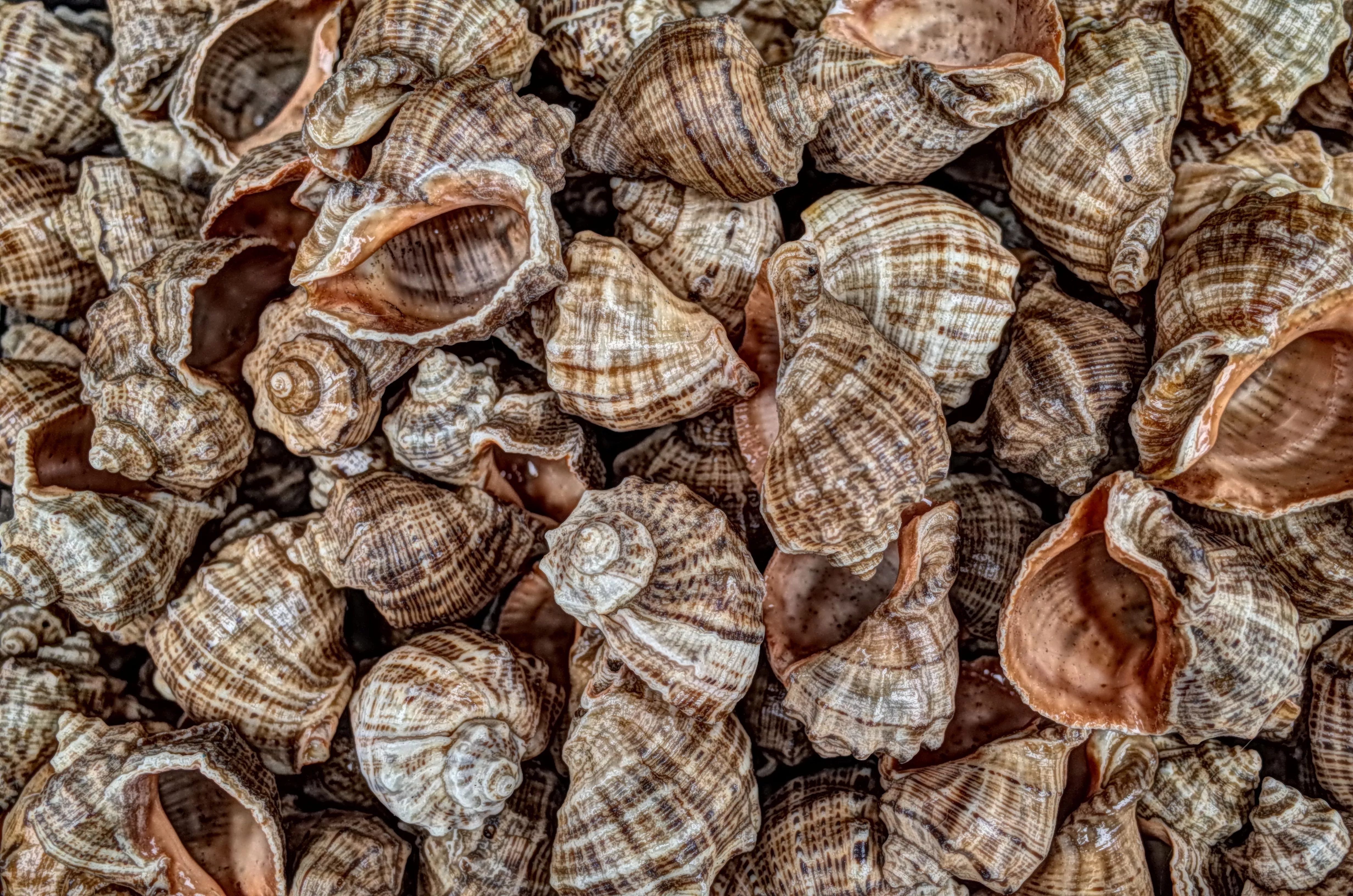 Download Nature Shell 4k Ultra HD Wallpaper