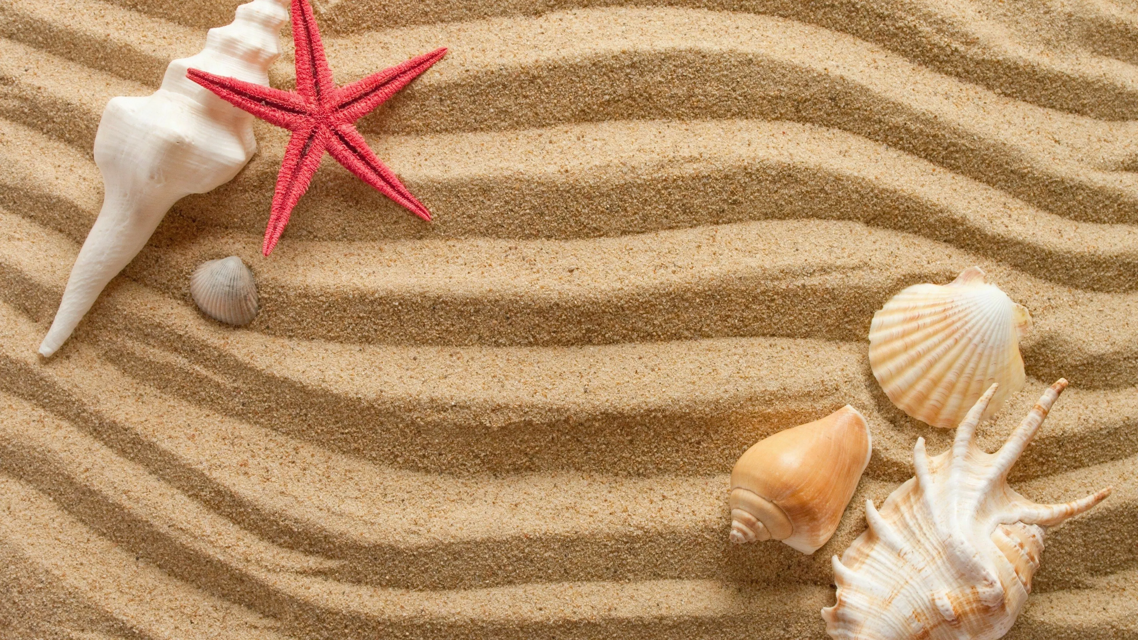 Starfish Wallpaper