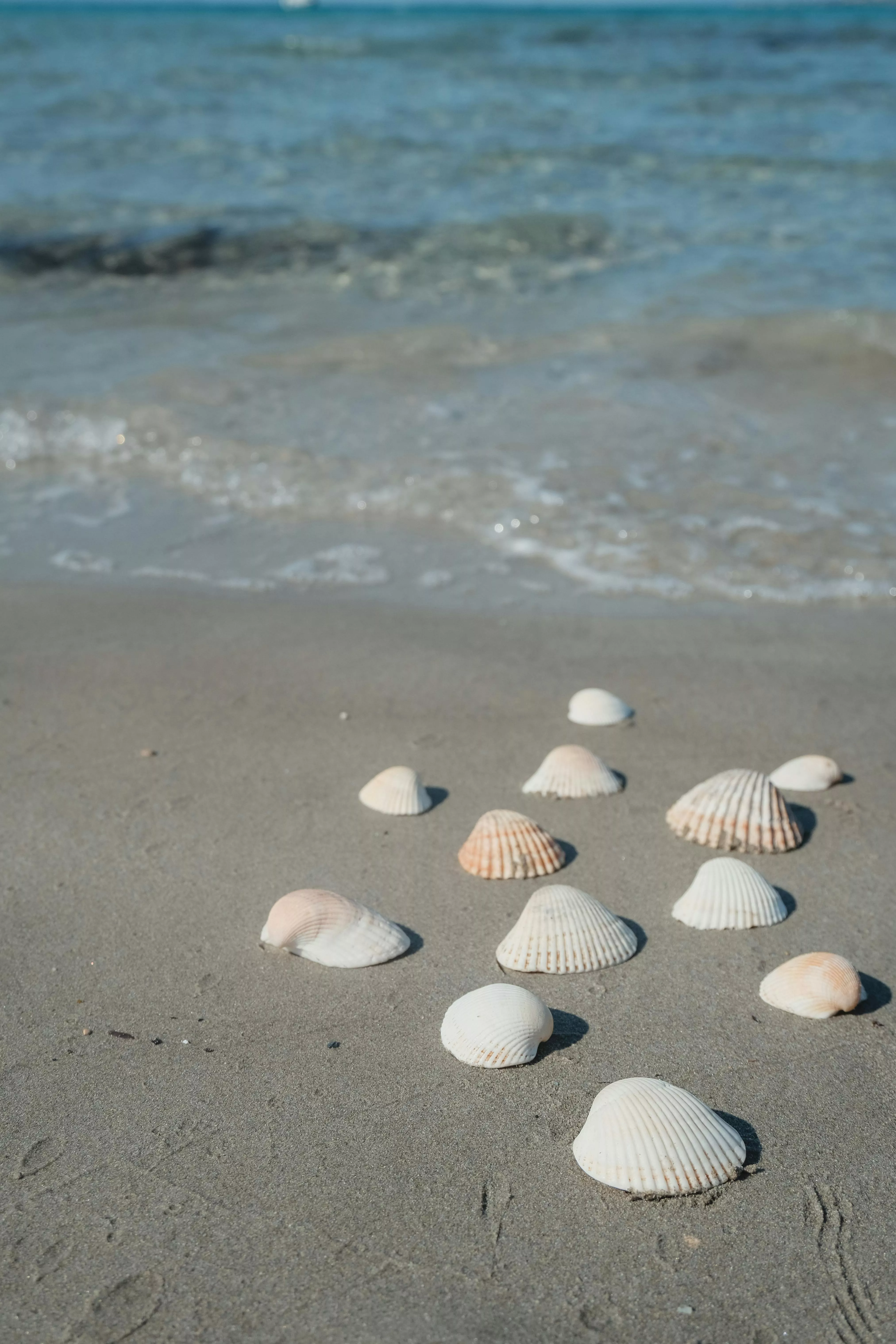 Shells on Beach · Free