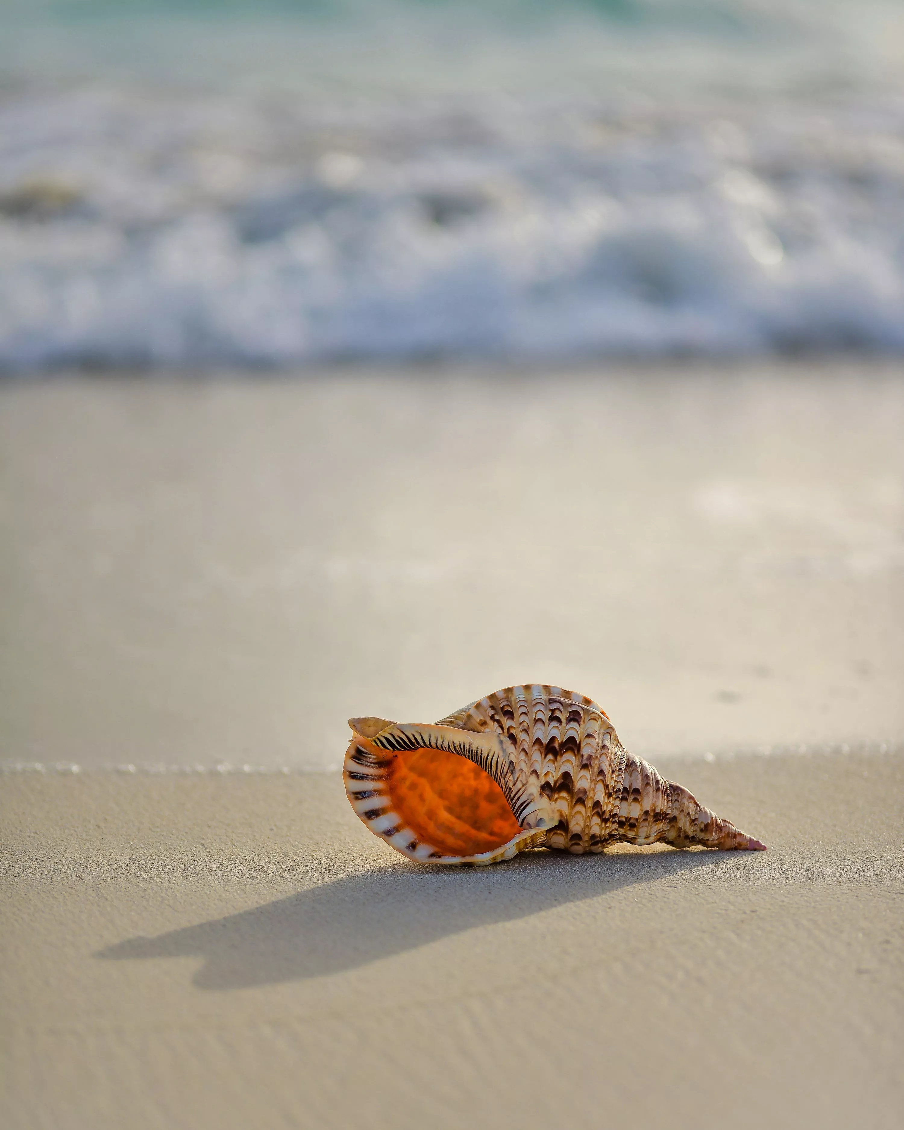 Nautilus Shell Picture. Download Free