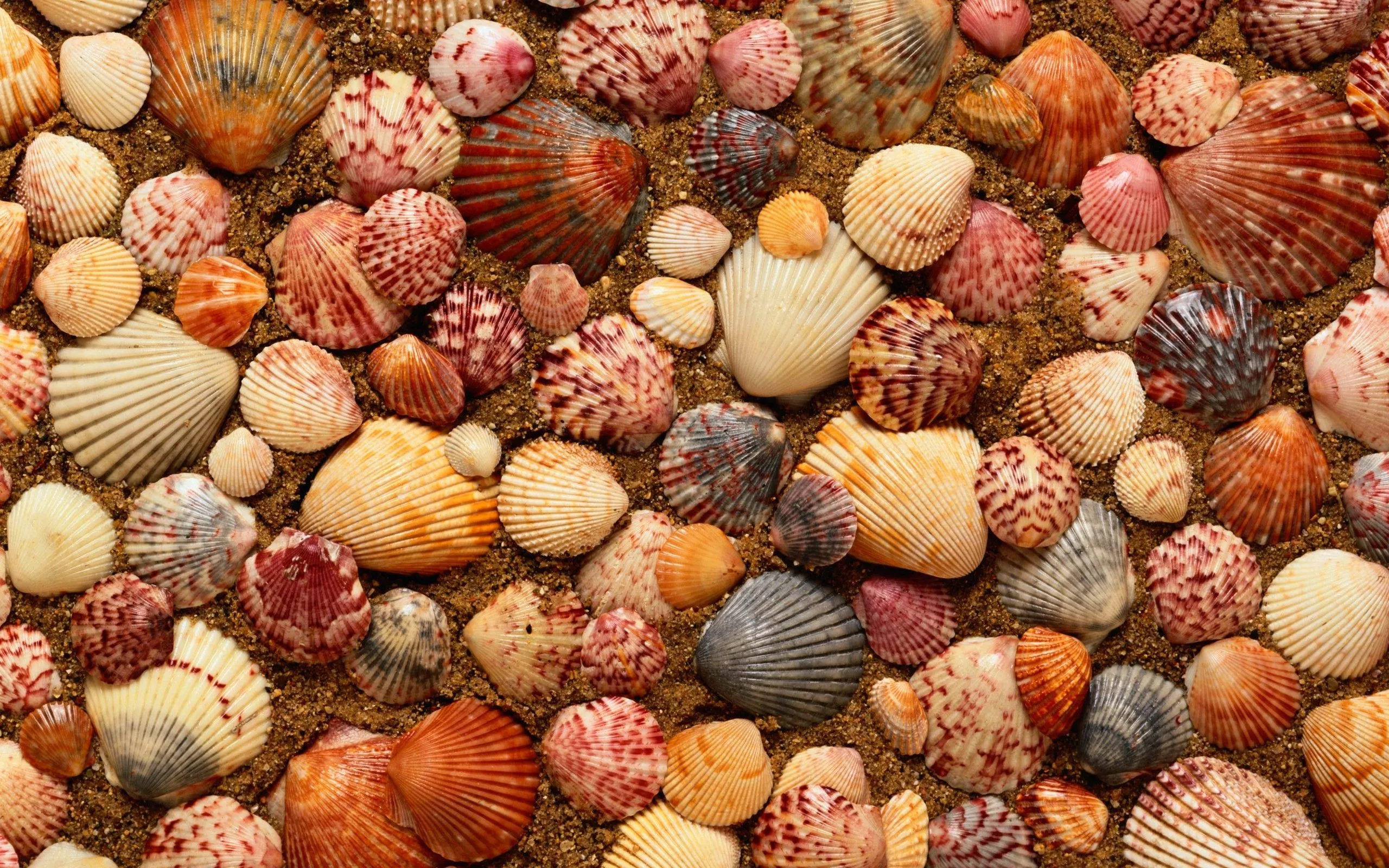Shells wallpaper for mobile phone